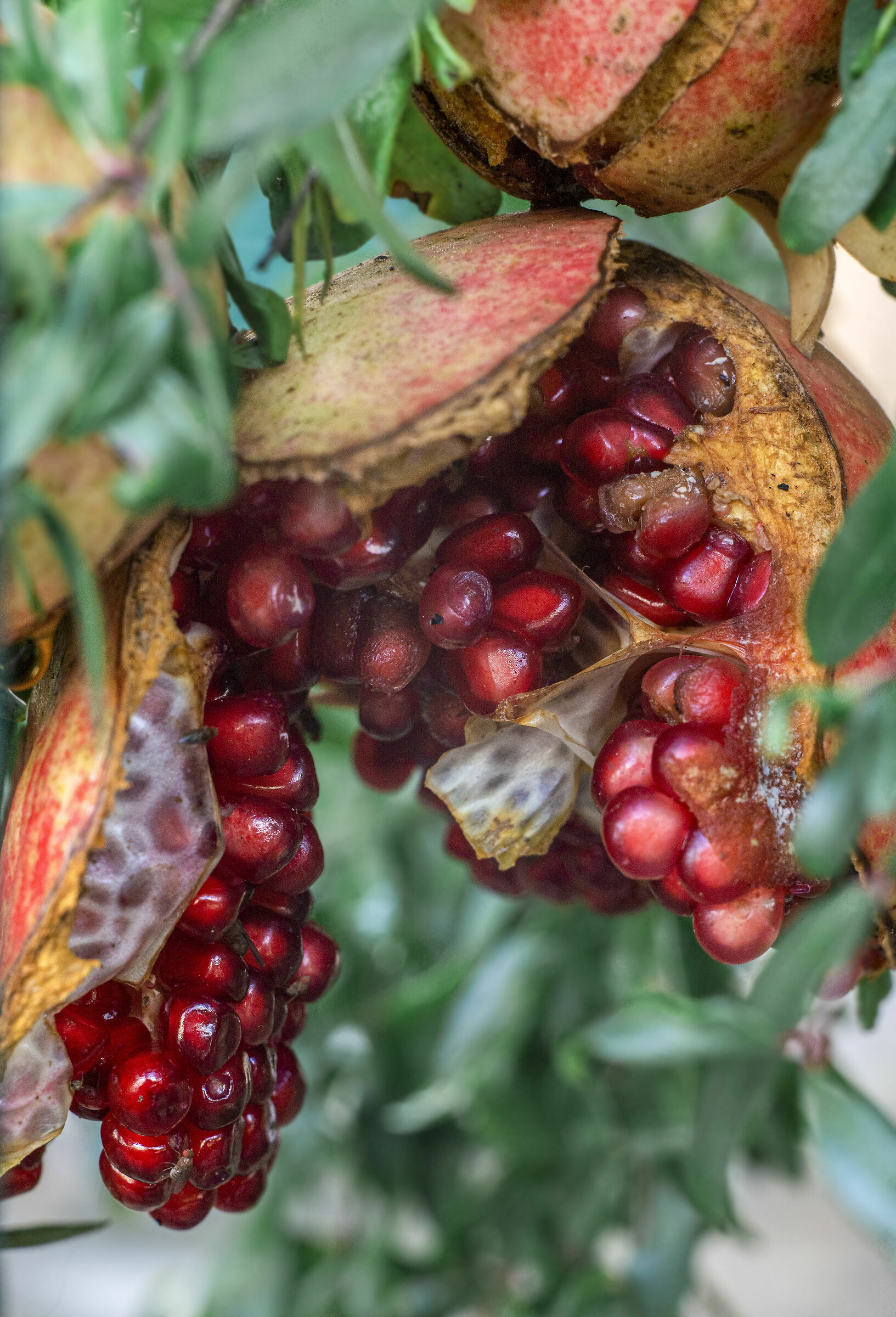 Pomegranate