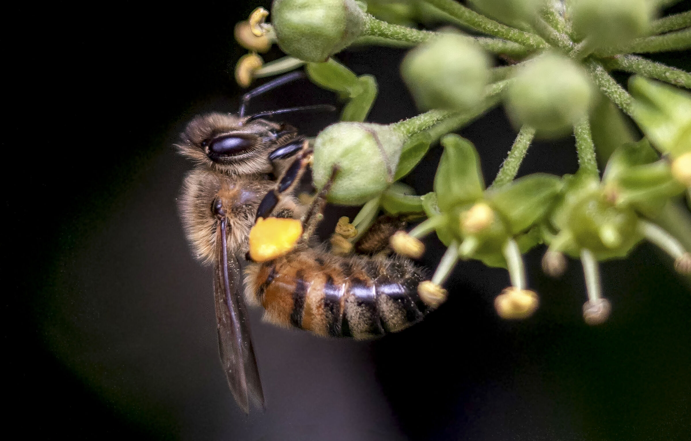 Bee