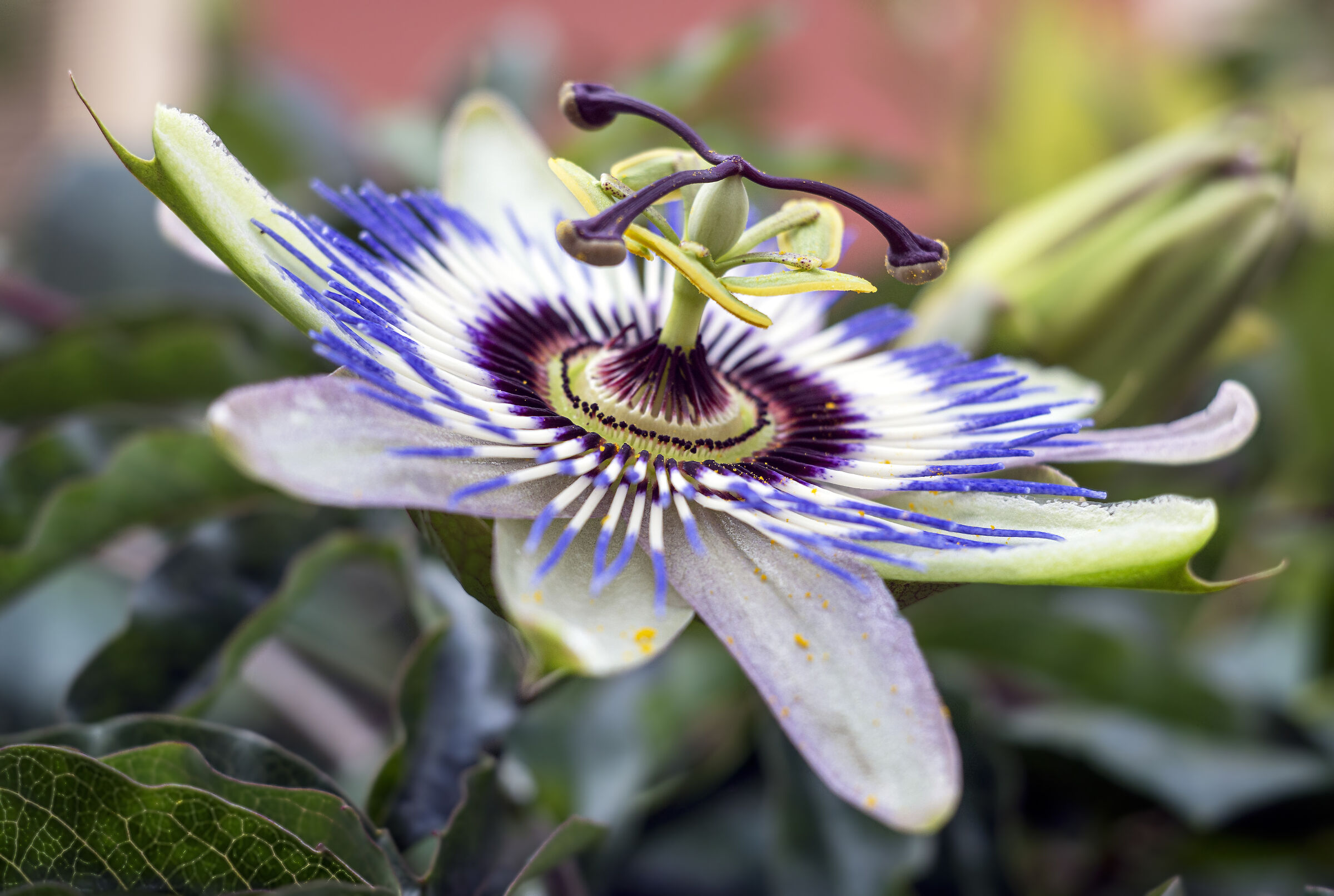 Passiflora