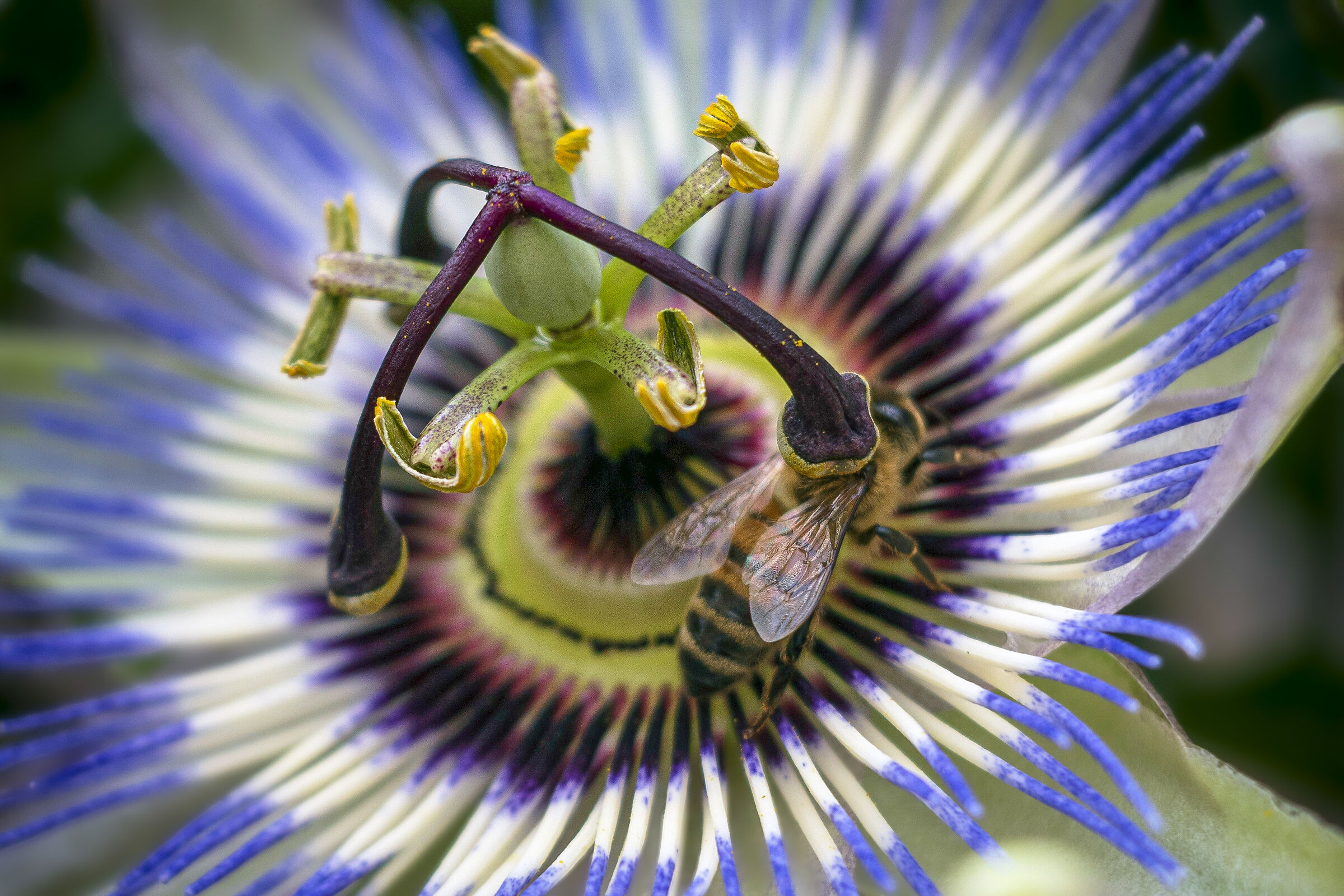 Passiflora with guest