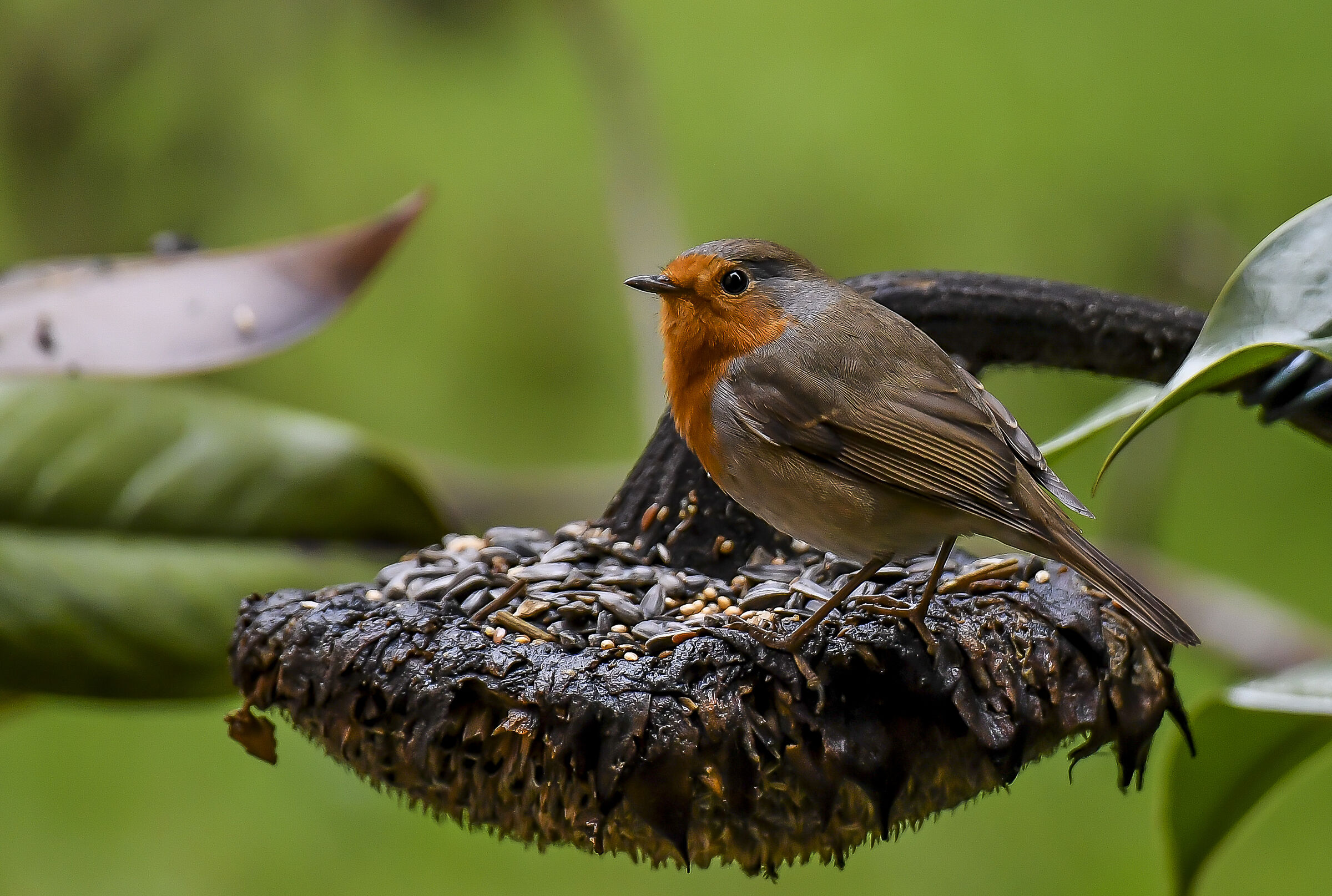 Robin