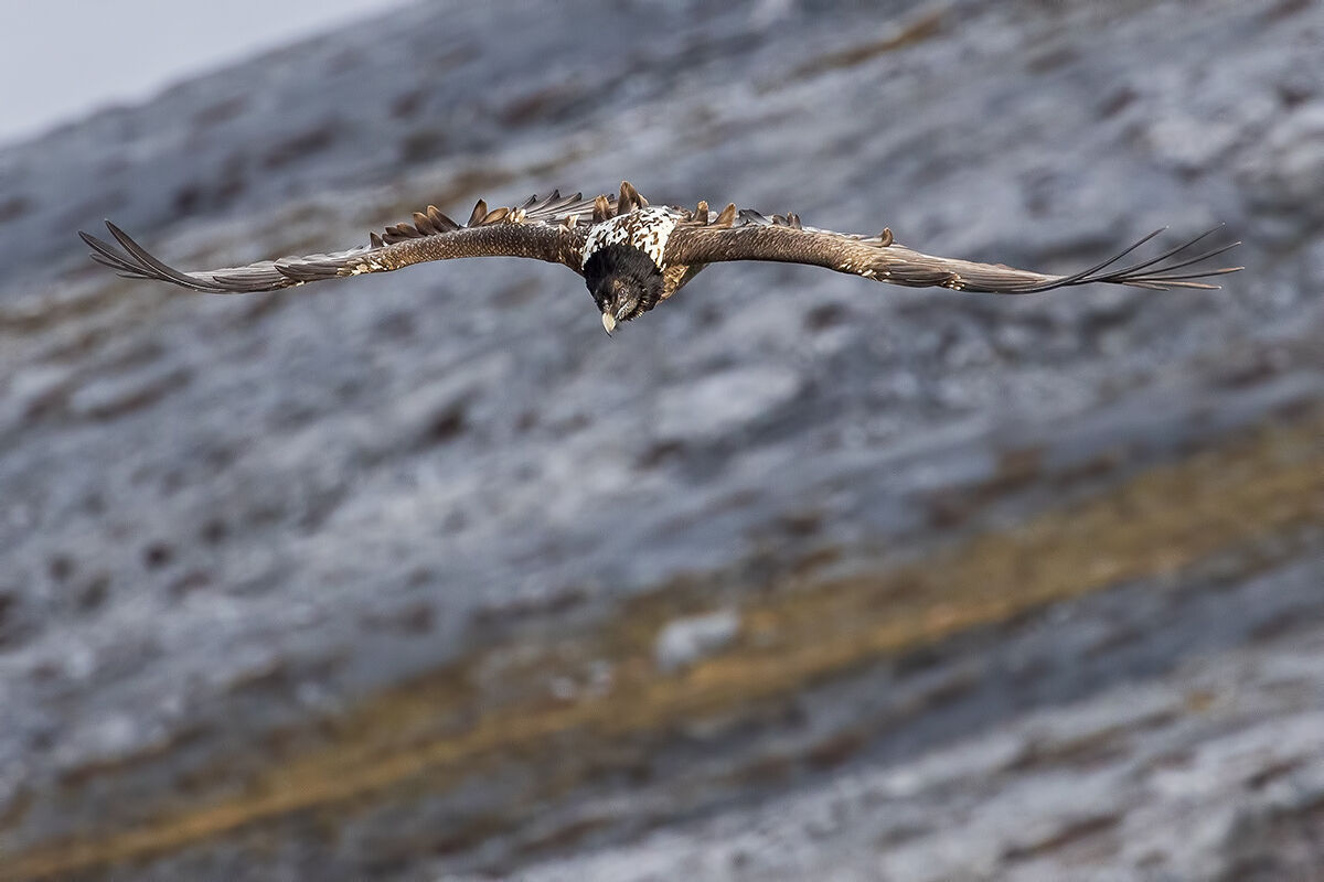 Gipeto con gli spoiler alzati in fase di atterraggio...