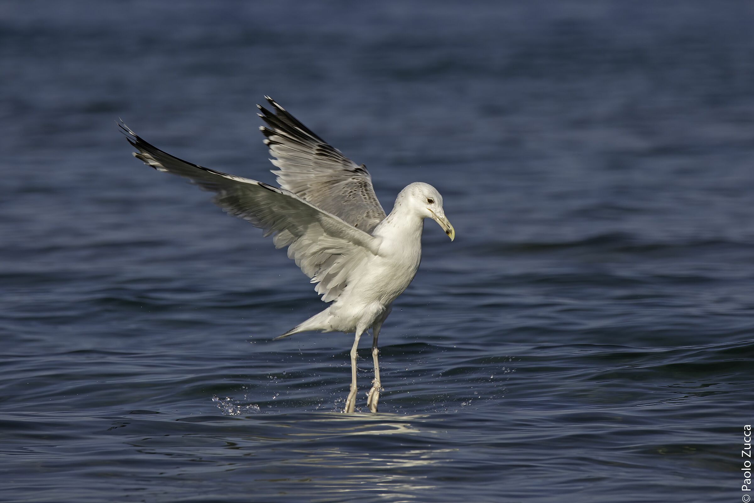 Seagull pontius dancing on water