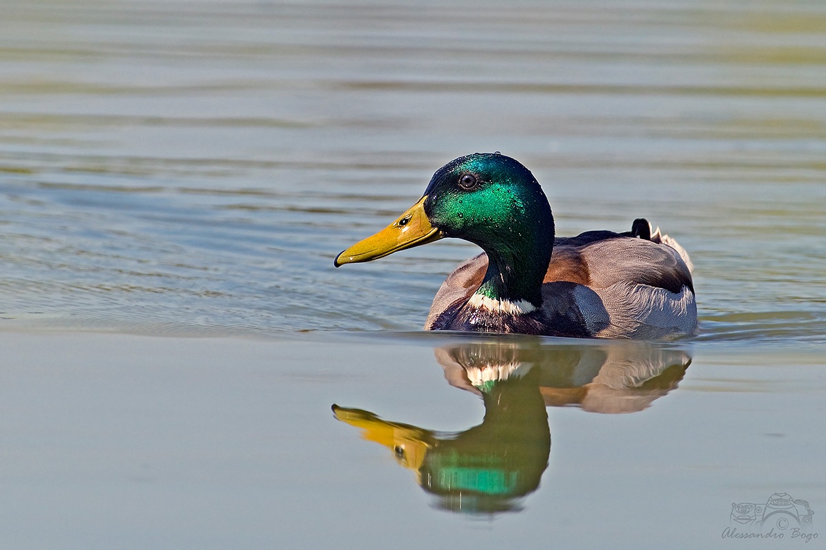 Mallard