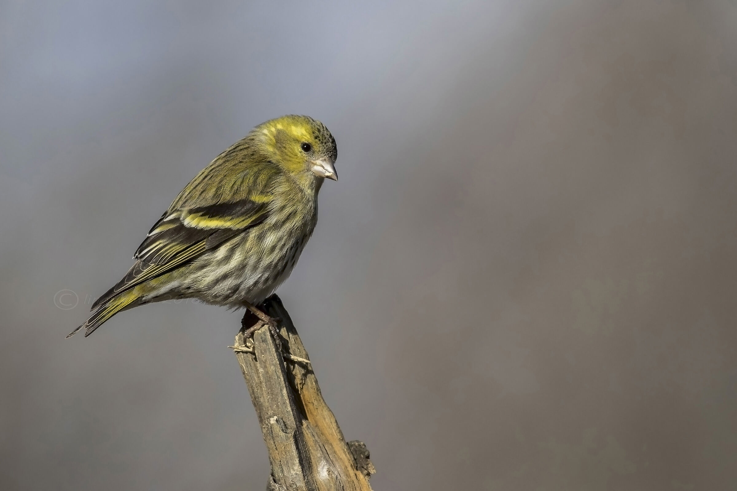 Lucherino (Spinus-spinus)