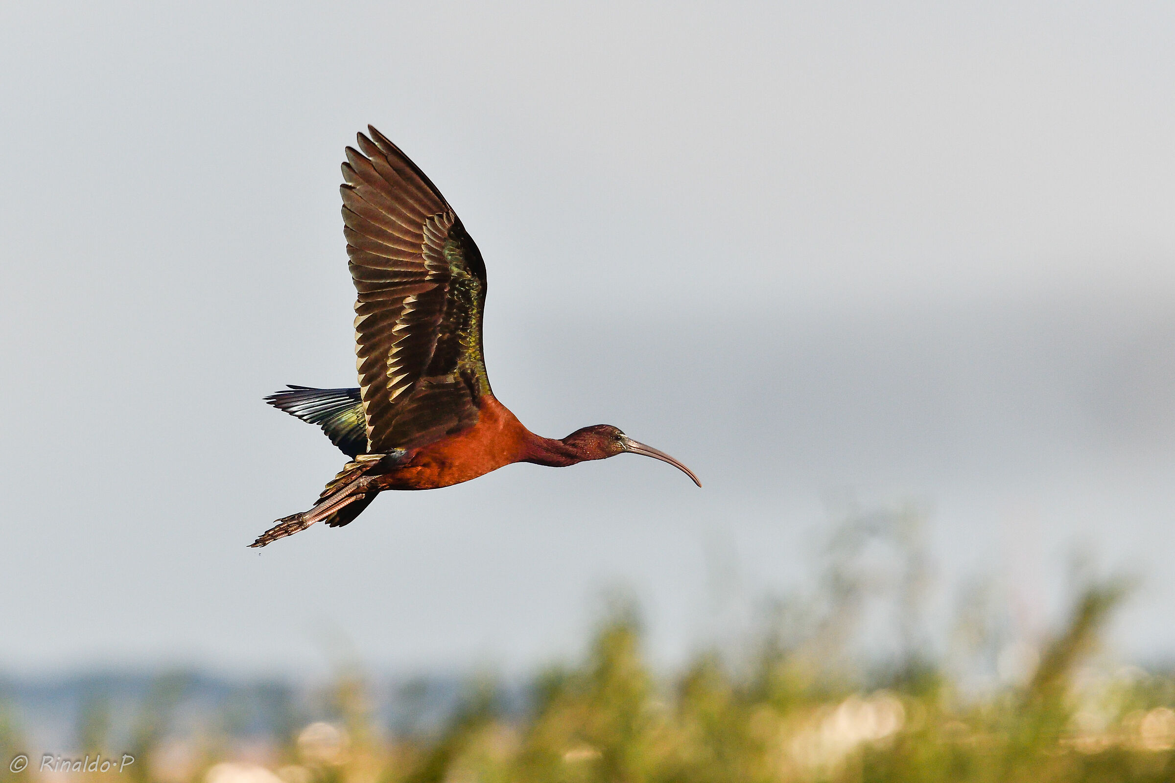 Mignattaio Ibis