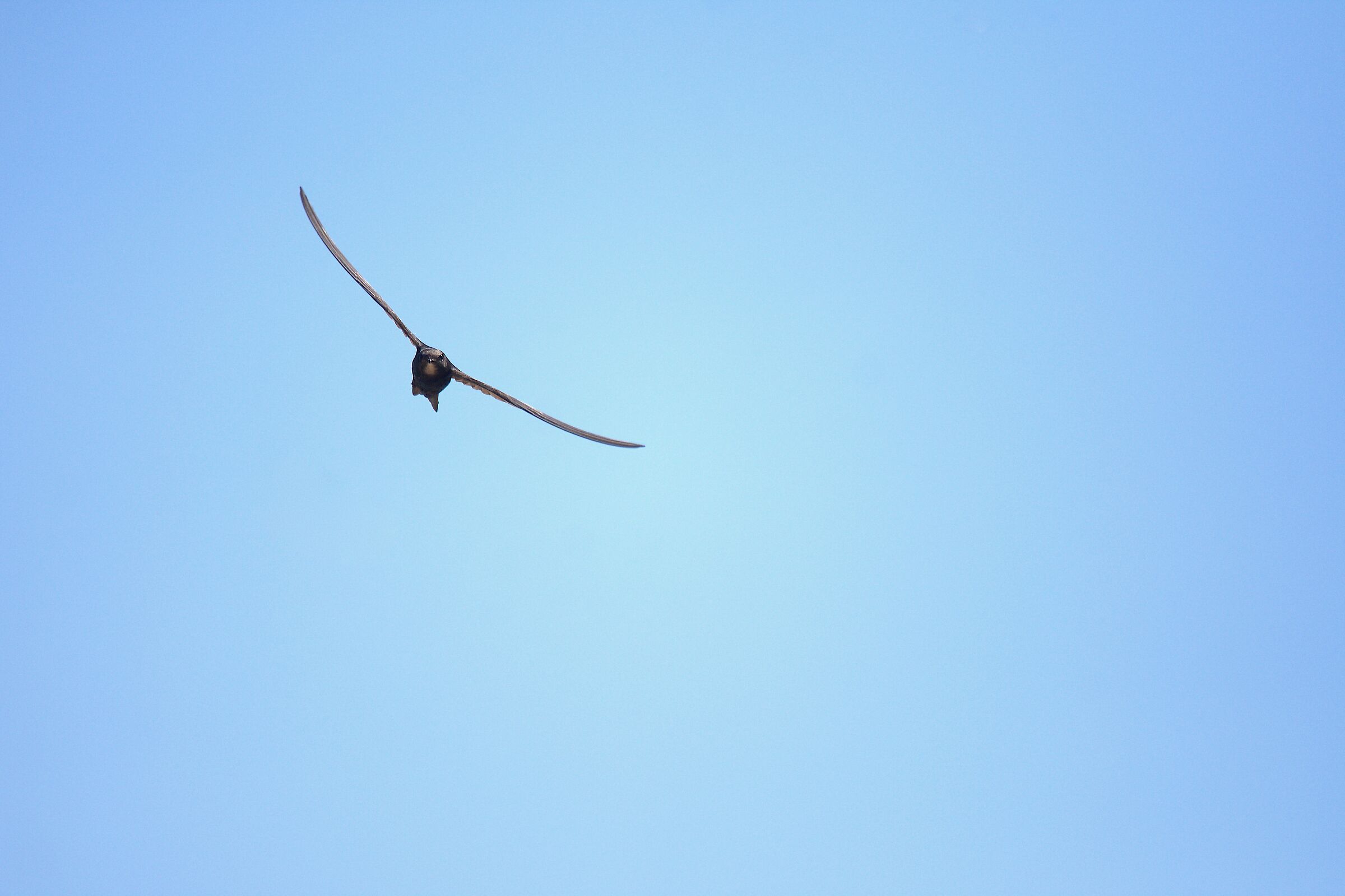 Rondone comune ad Assisi