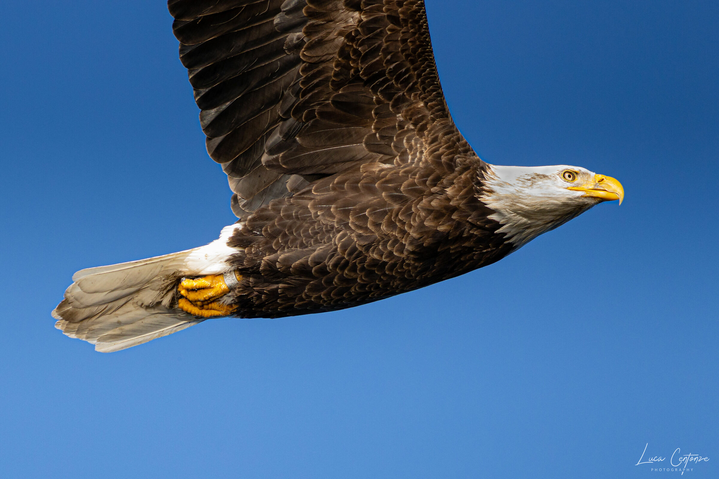 Bald Eagle in flight (Haliaeetus leucocephalus)