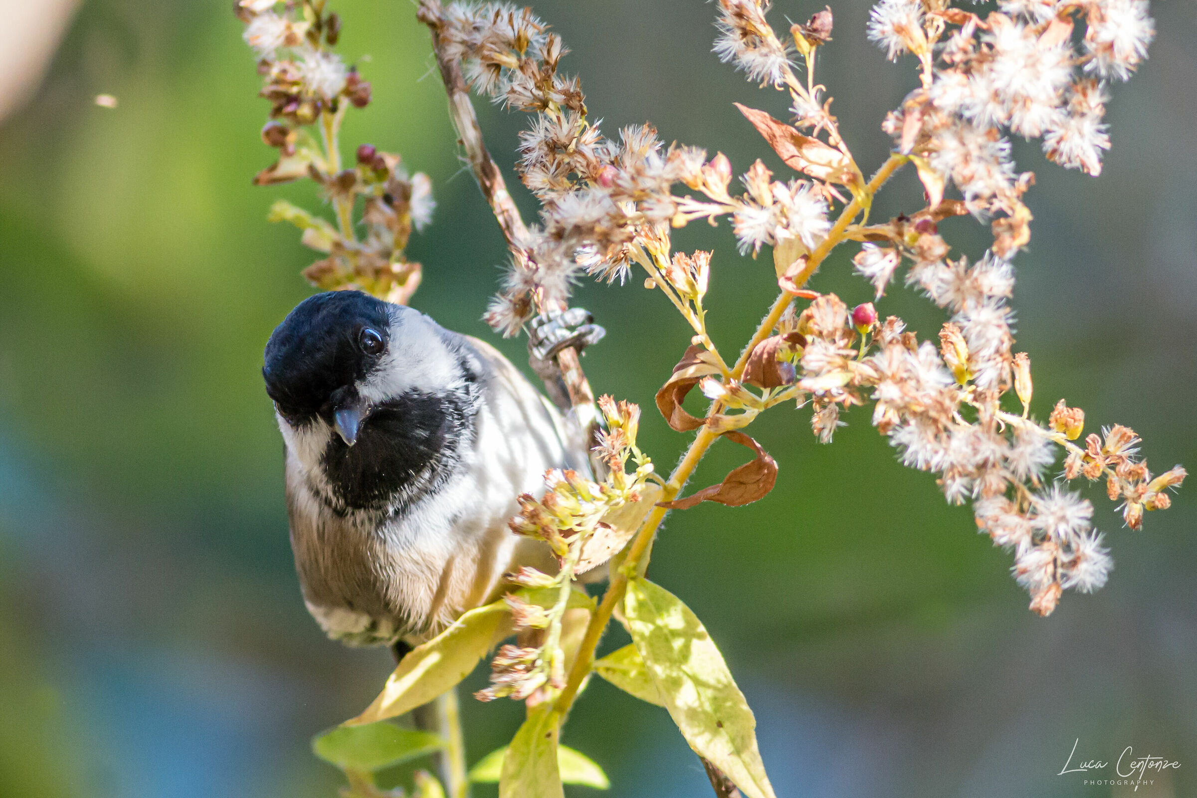 Black capped Chickadee