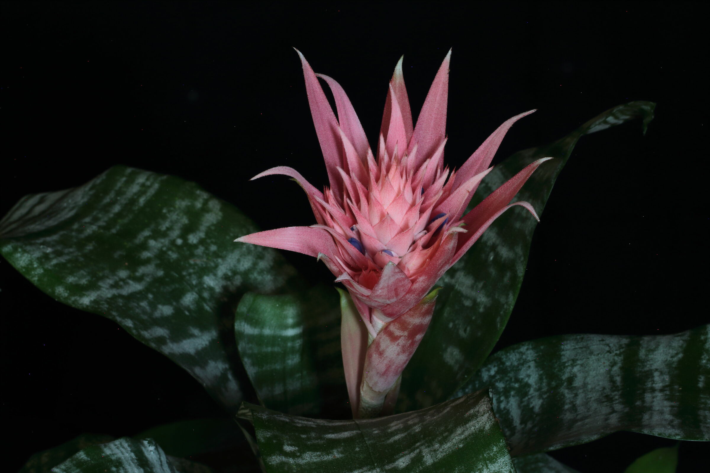 Aechmea Fasciata