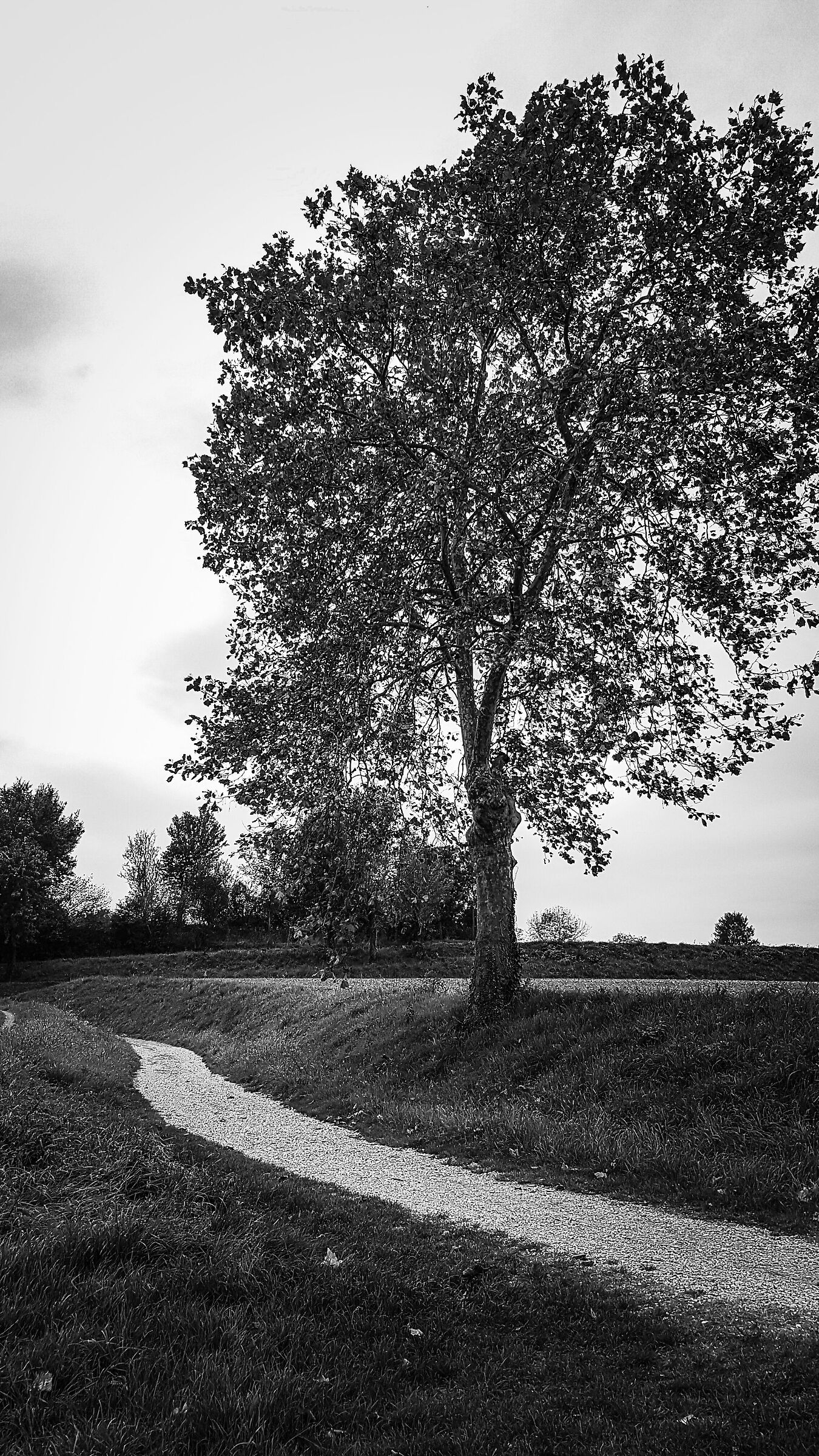 Torbiere del Sebino 4