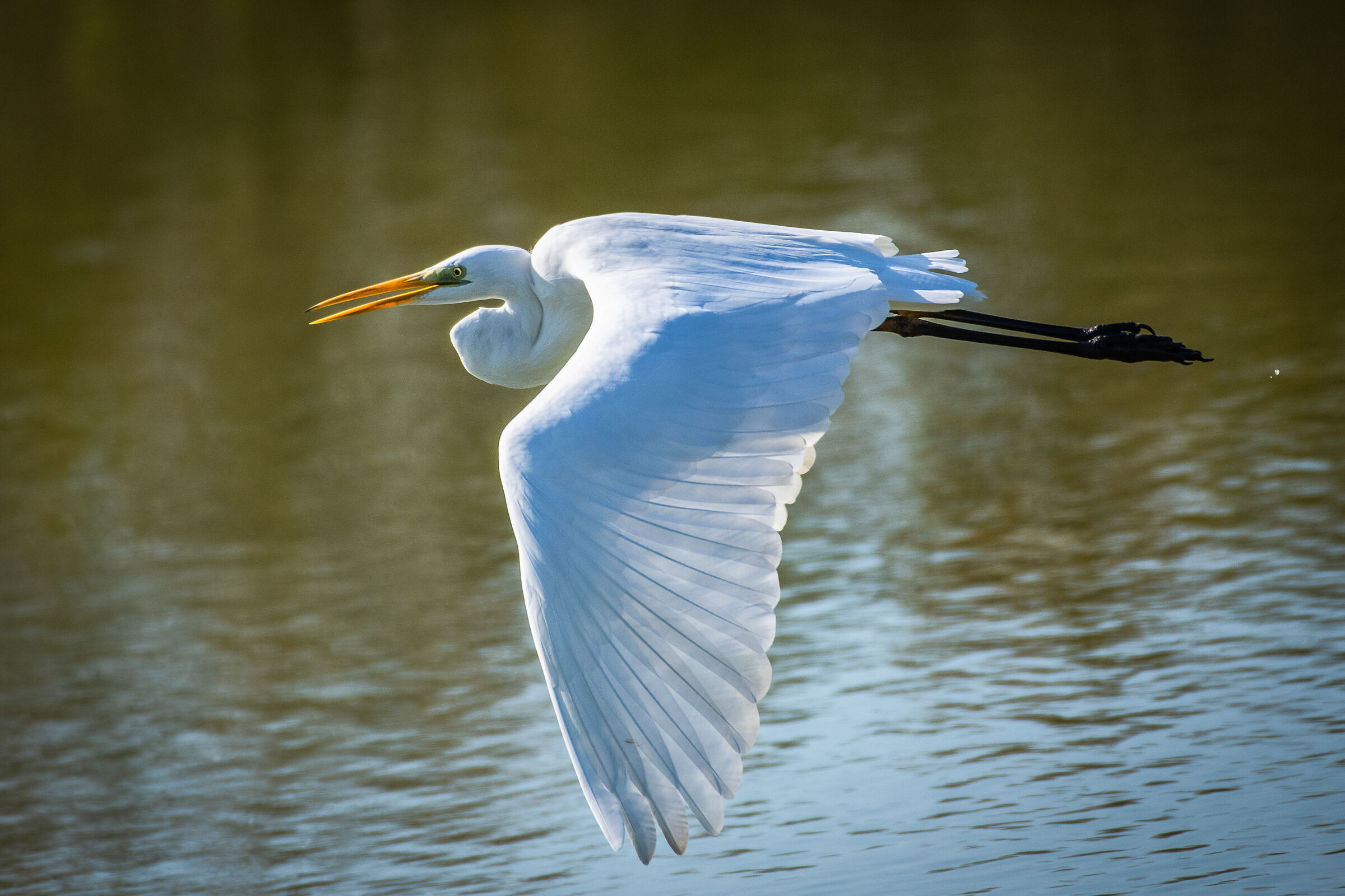 Major white heron
