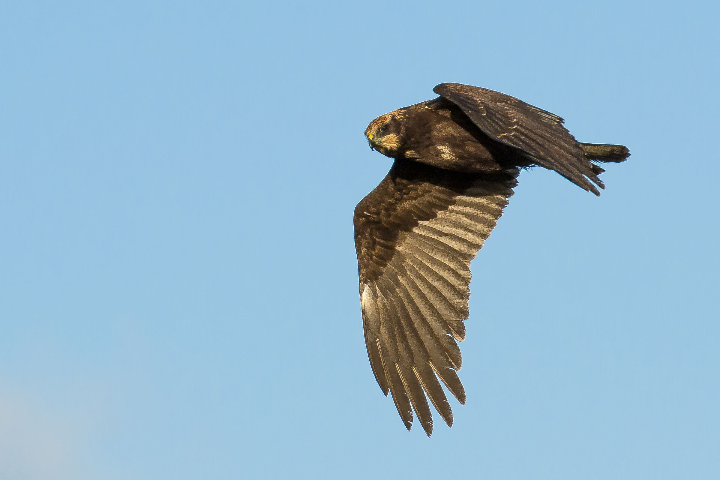 Falco di palude