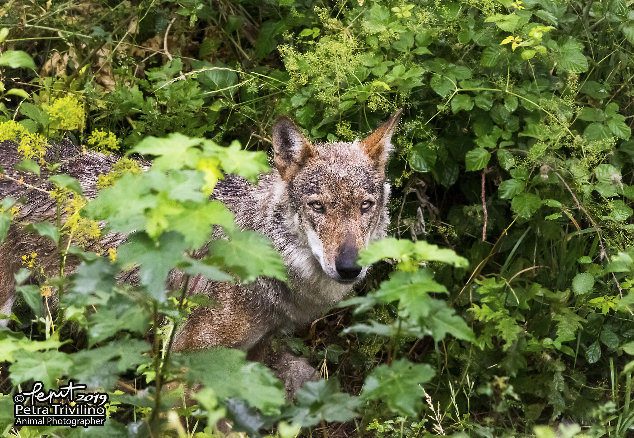 Nestled in green (Apennine Wolf)