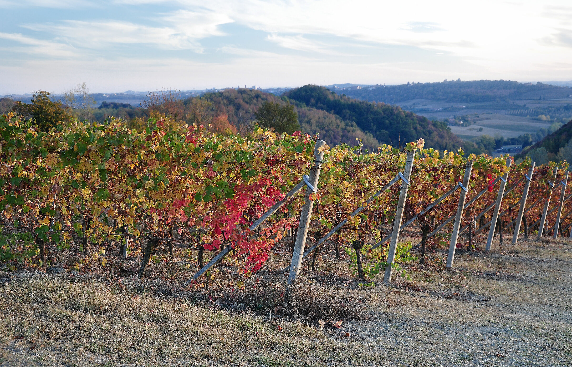 Vigneti nel Monferrato