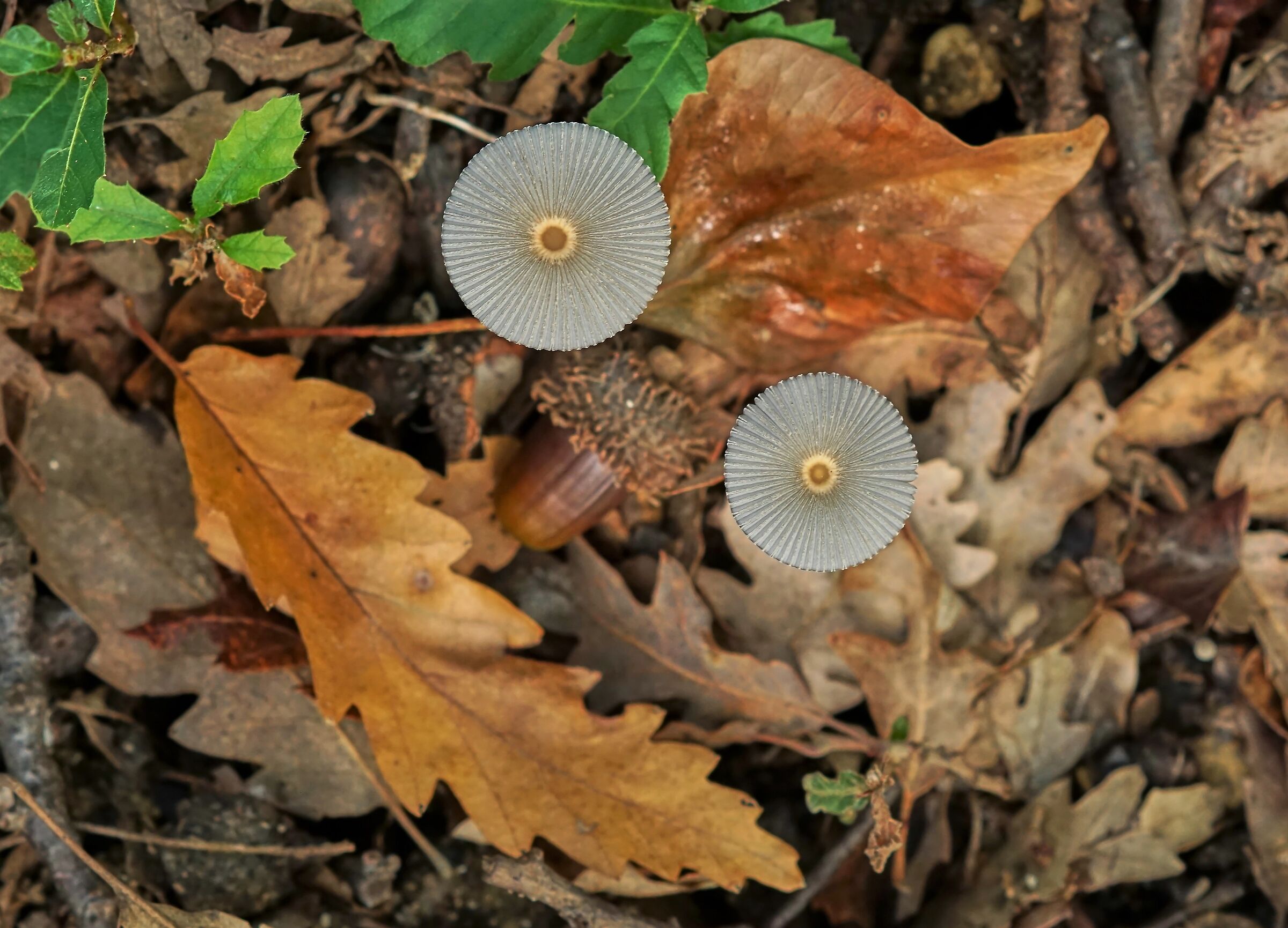 Strange presences in the woods