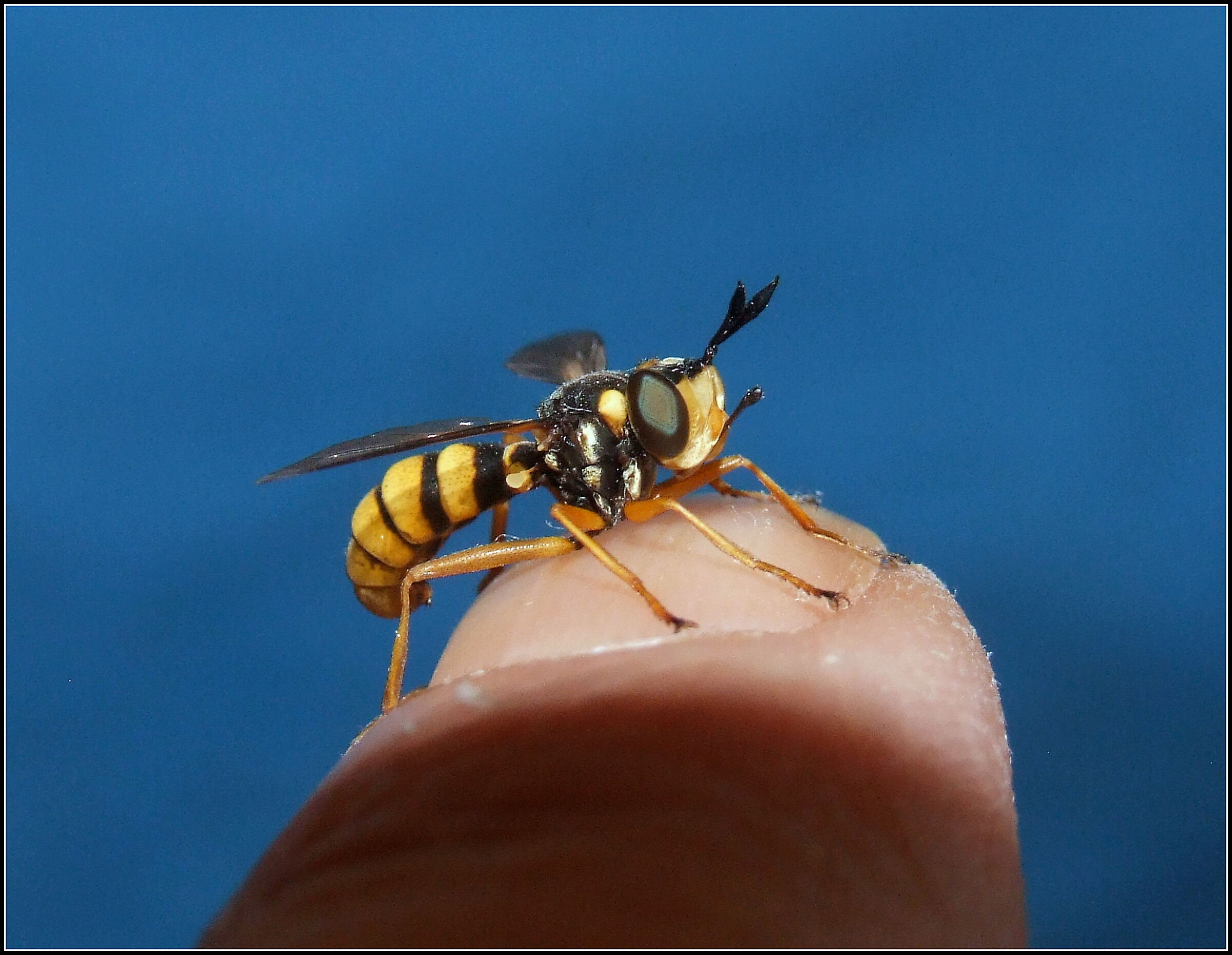 " Conops ceriaeformis " male