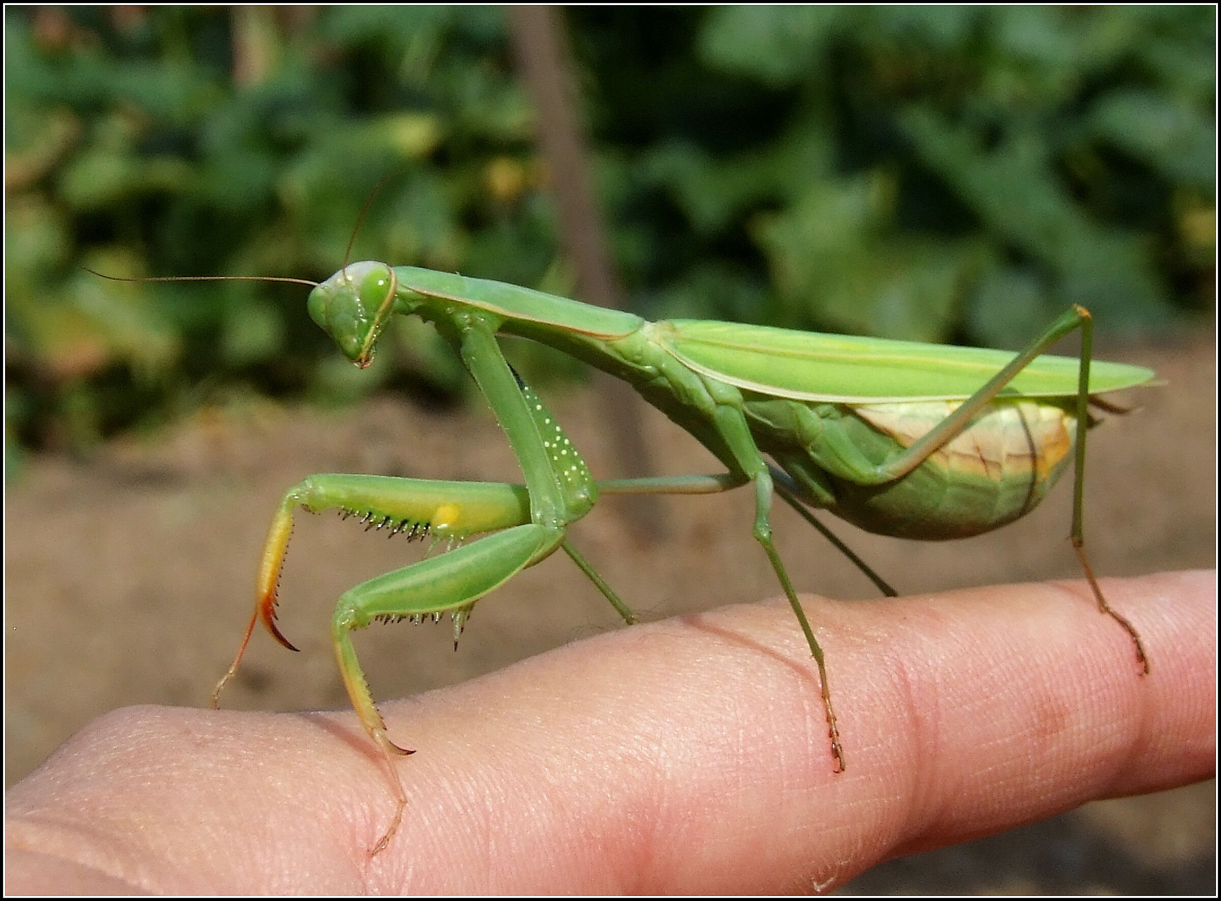 " Religious mantis " female