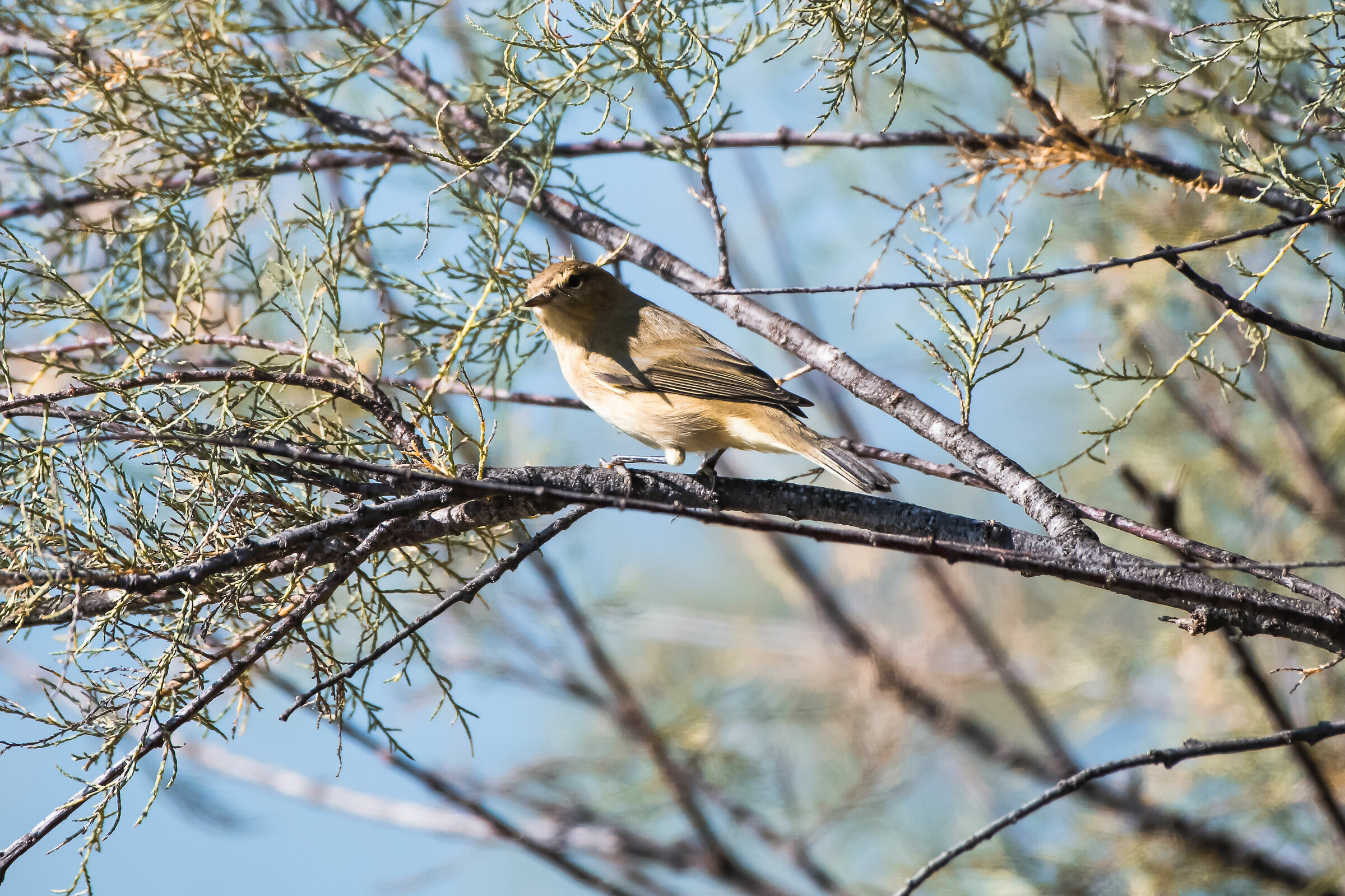 Luì Small (Phylloscopus collybita)