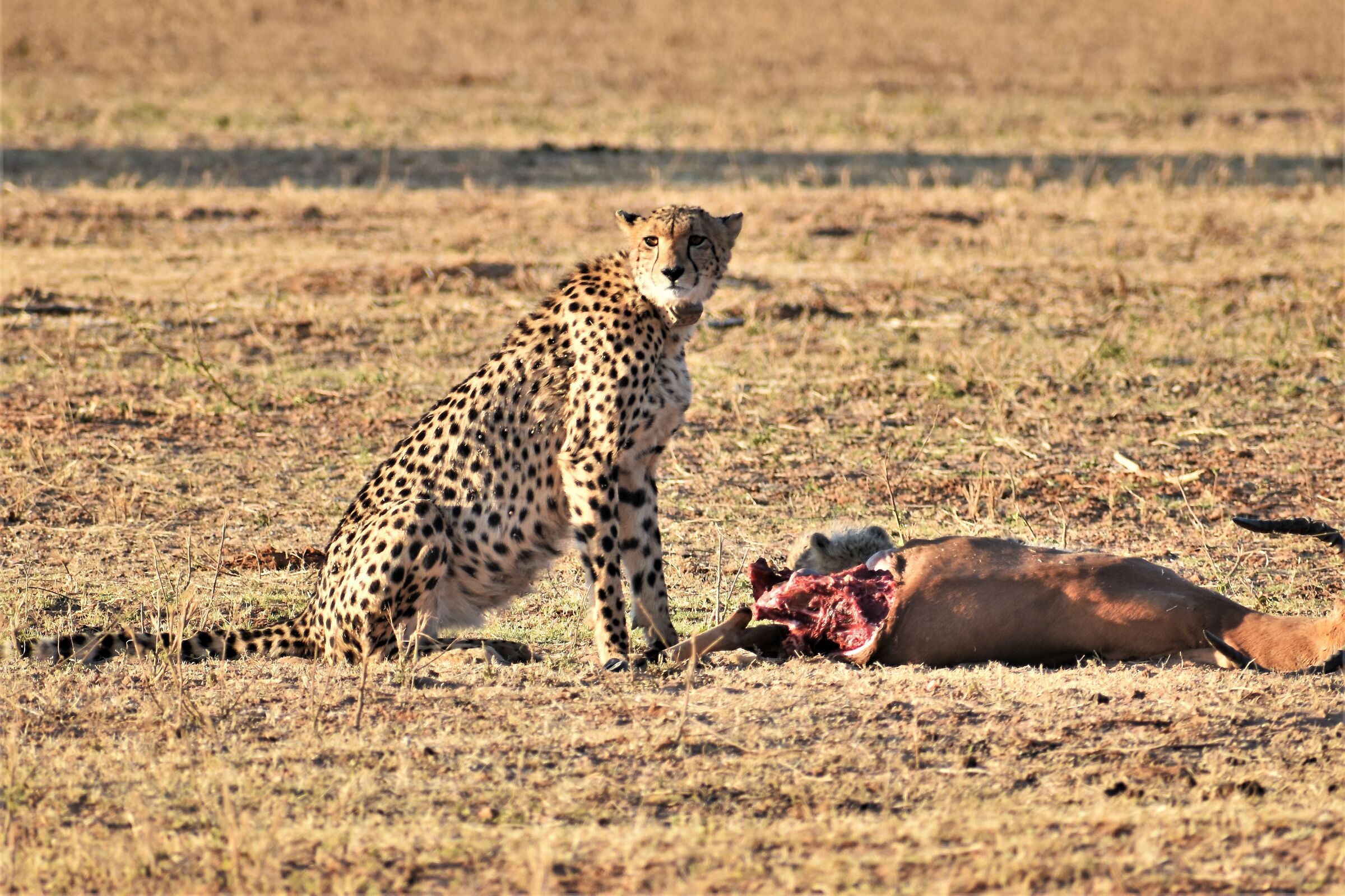 Una madre molto attenta!