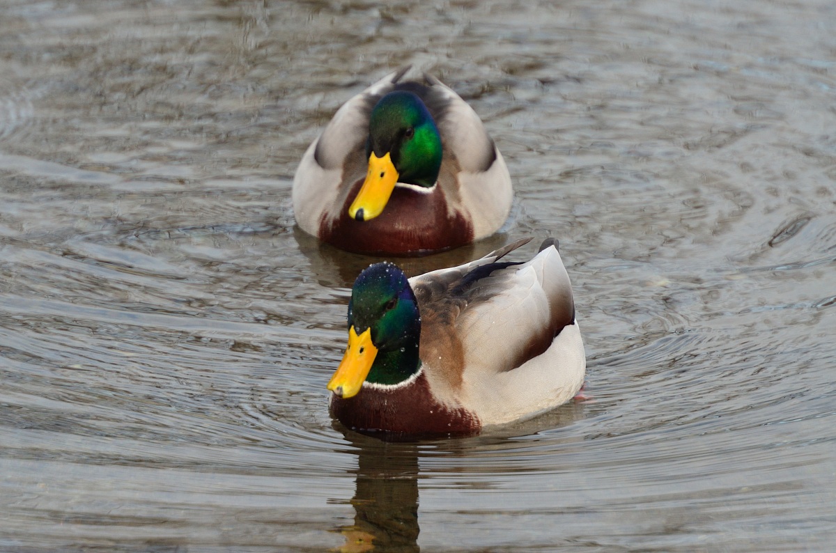 Germano con la testa bagnata