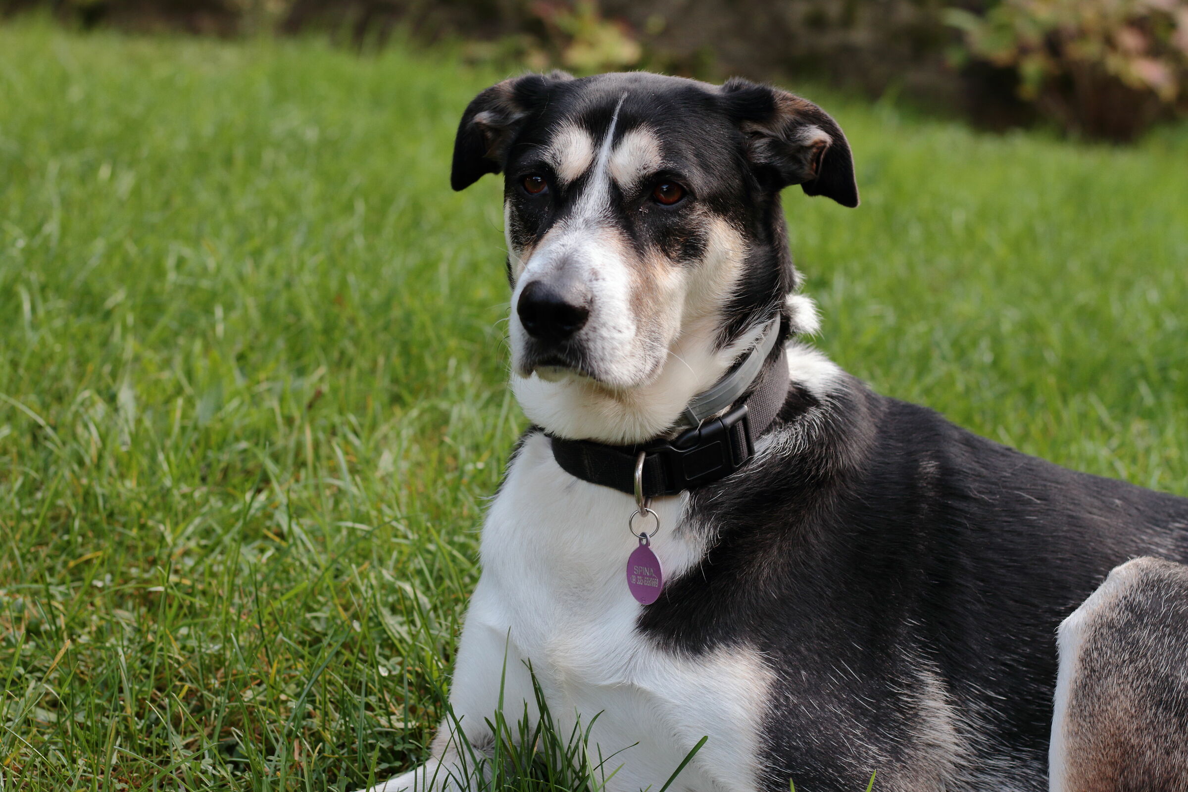 Prova del cinquantino con Spina