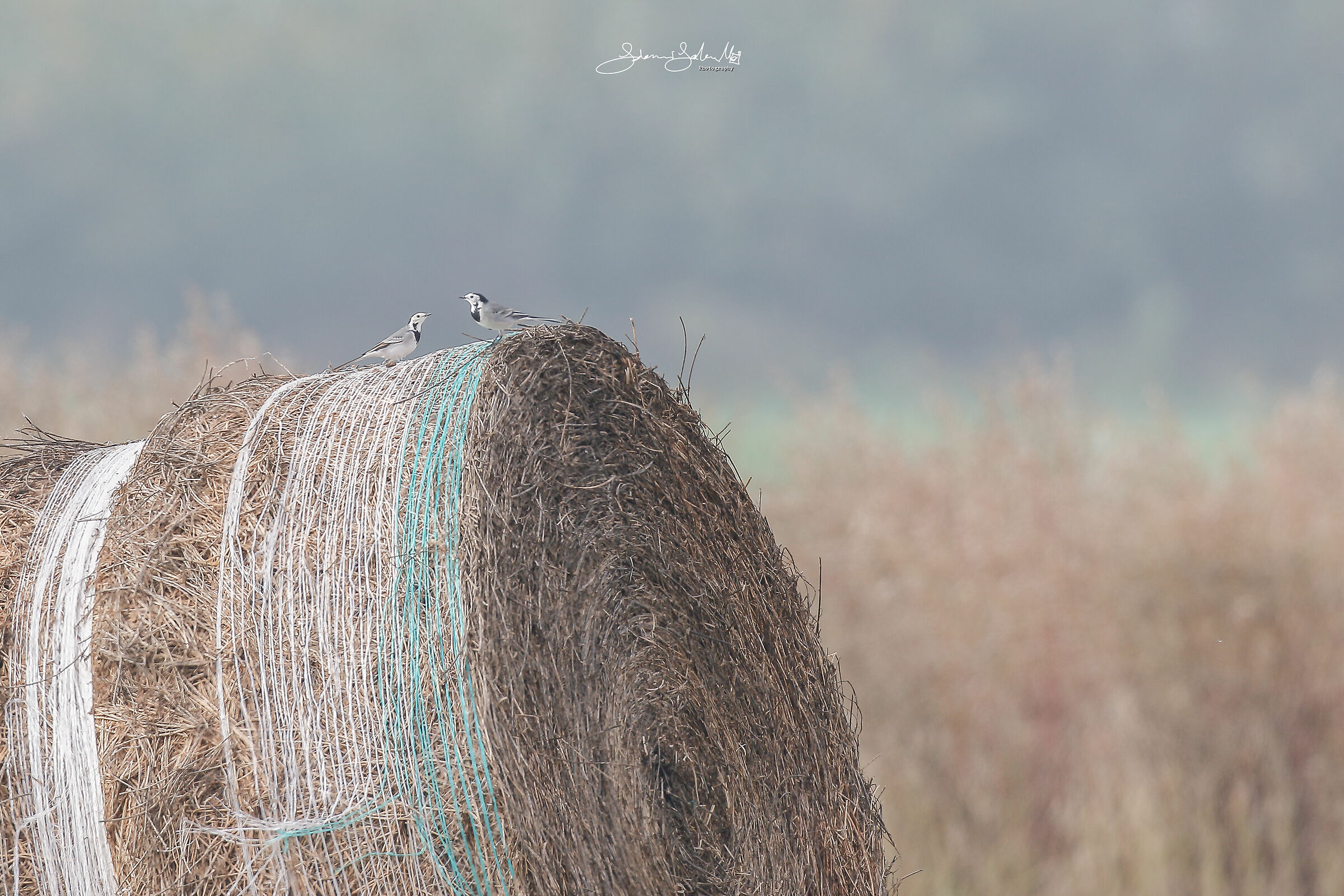 Country dancers (Motacilla Alba, Linnaeus, 1758)