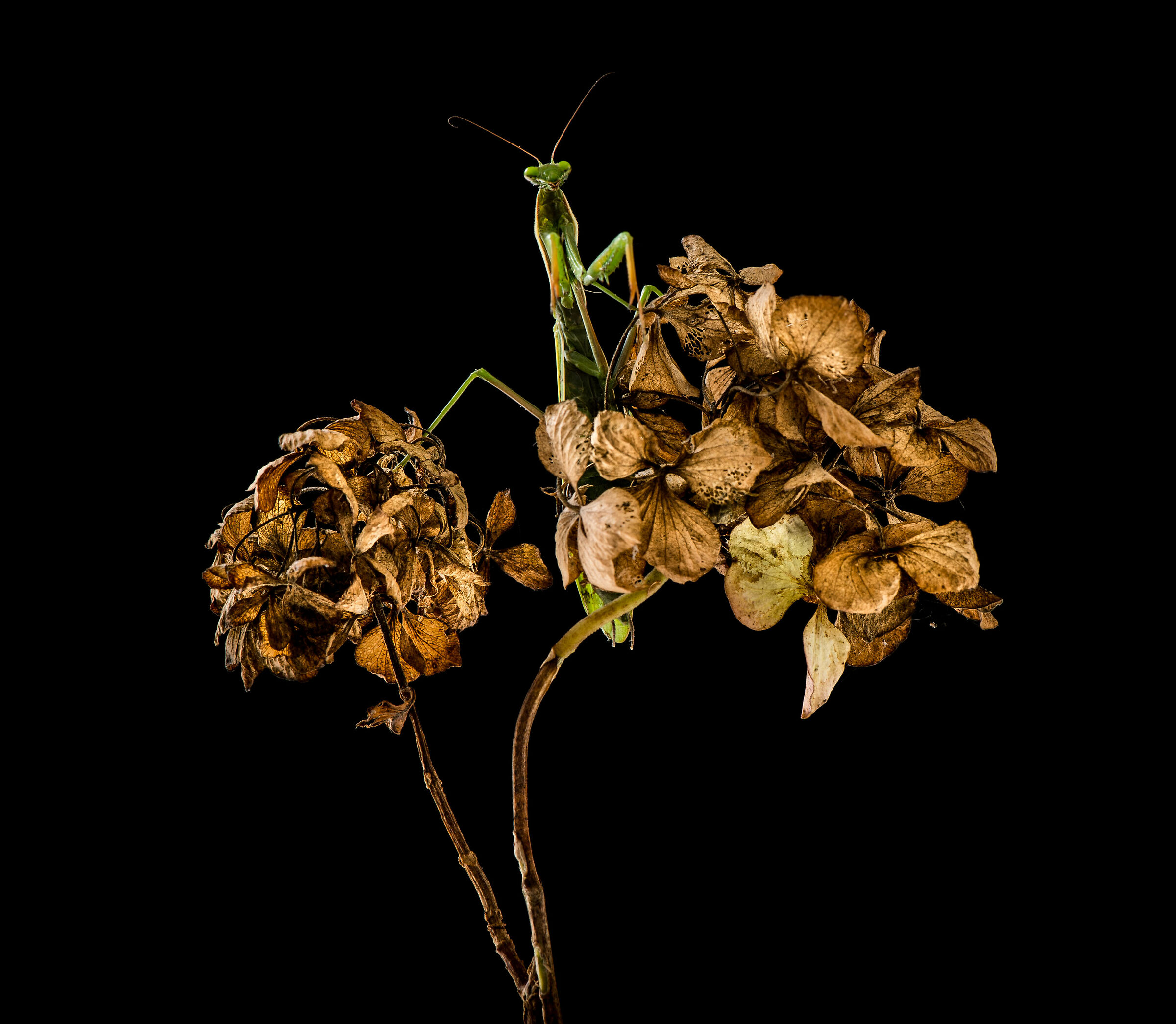 Hei dove siete, ma non c'è nessuno qui con me?