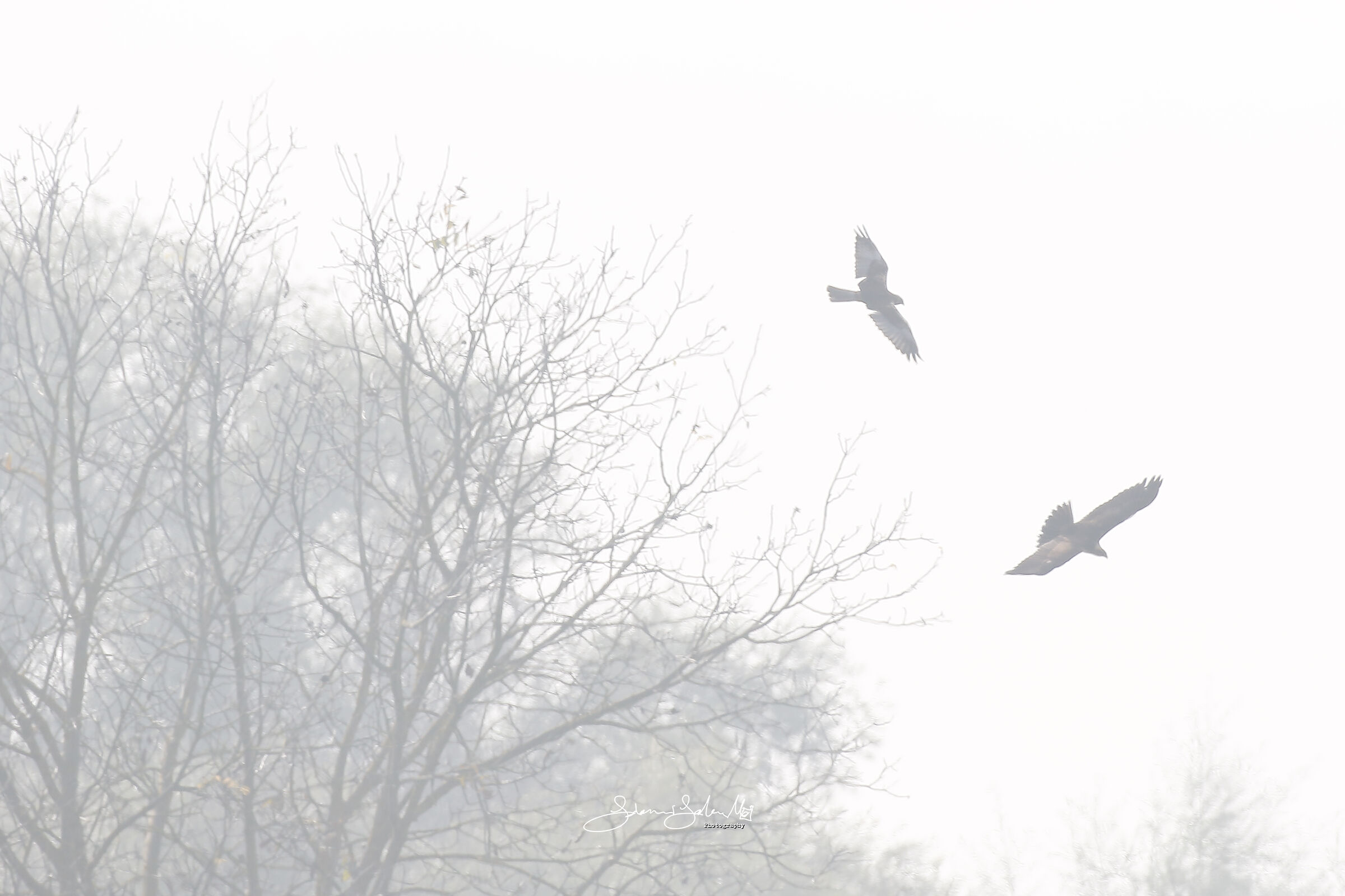 Caccia nella Nebbia (Circus aeruginosus, L., 1758)