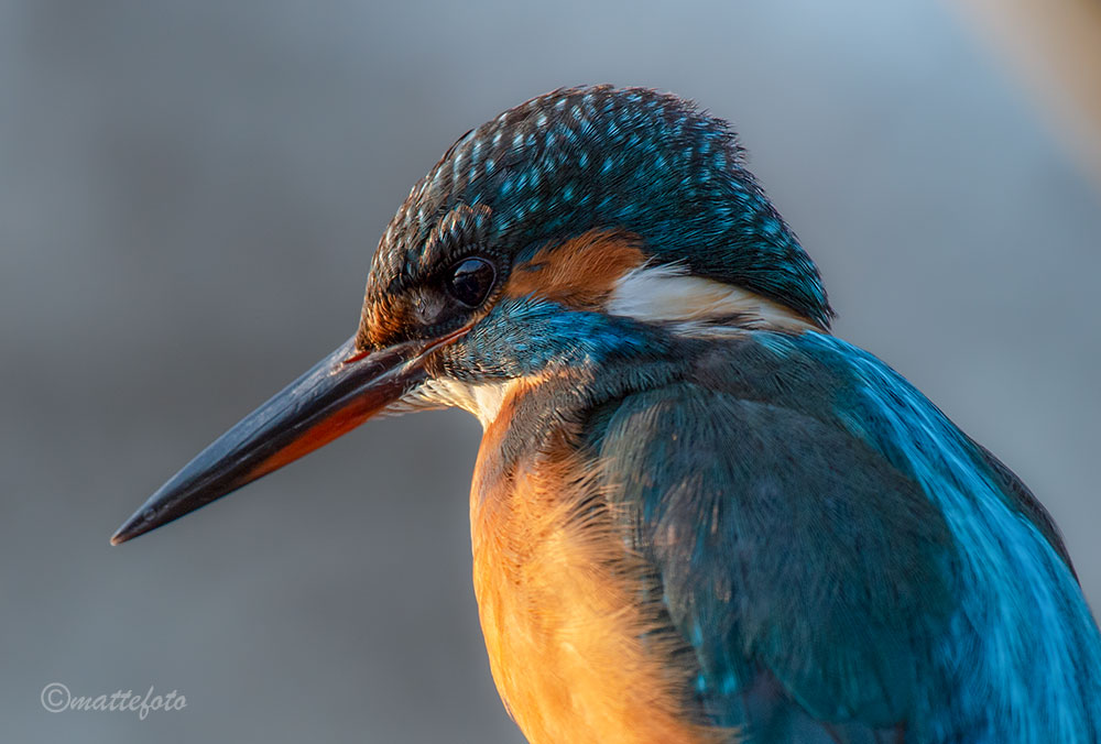 Martina (Alcedo Atthis )