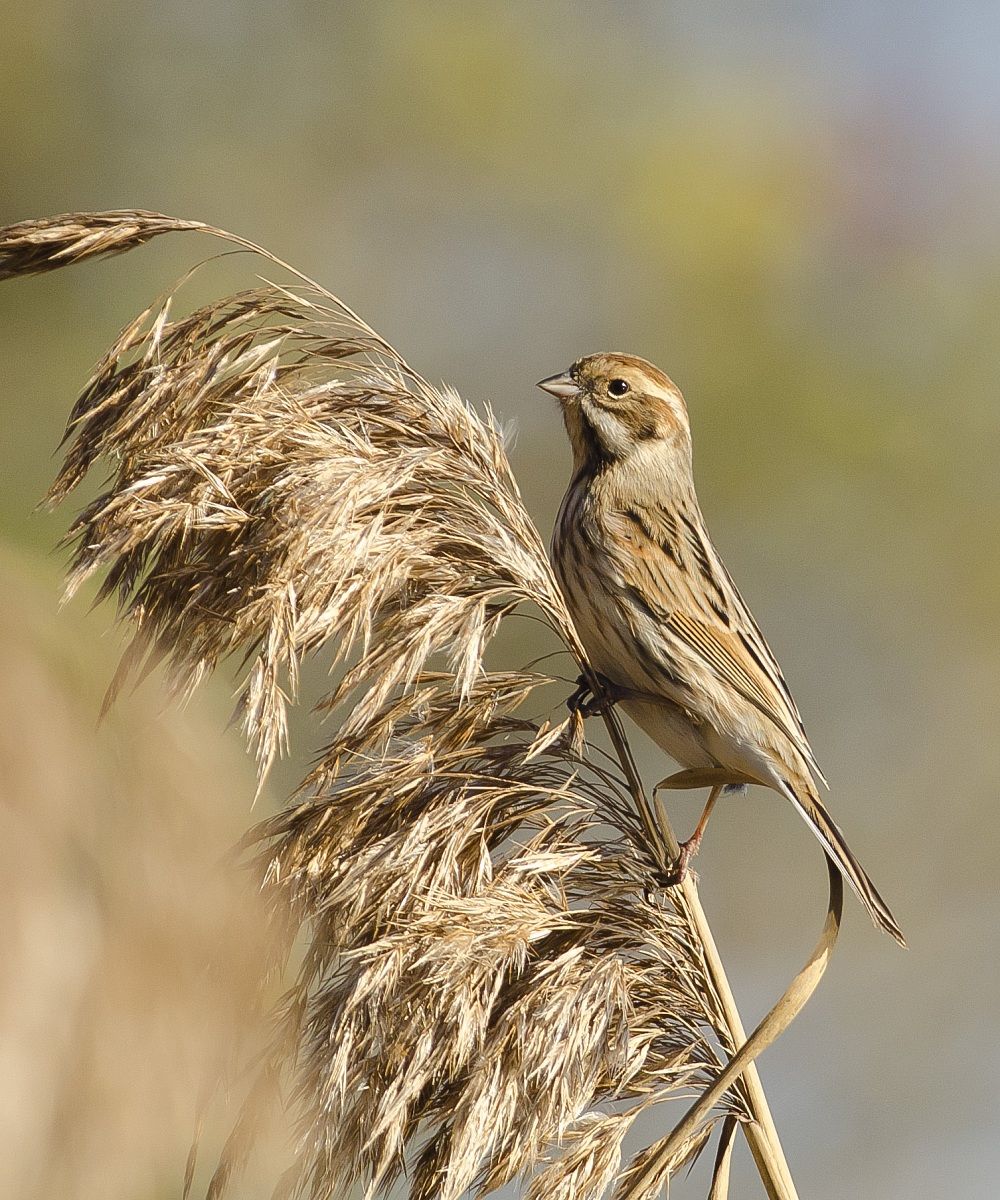 Reed Bunting 2