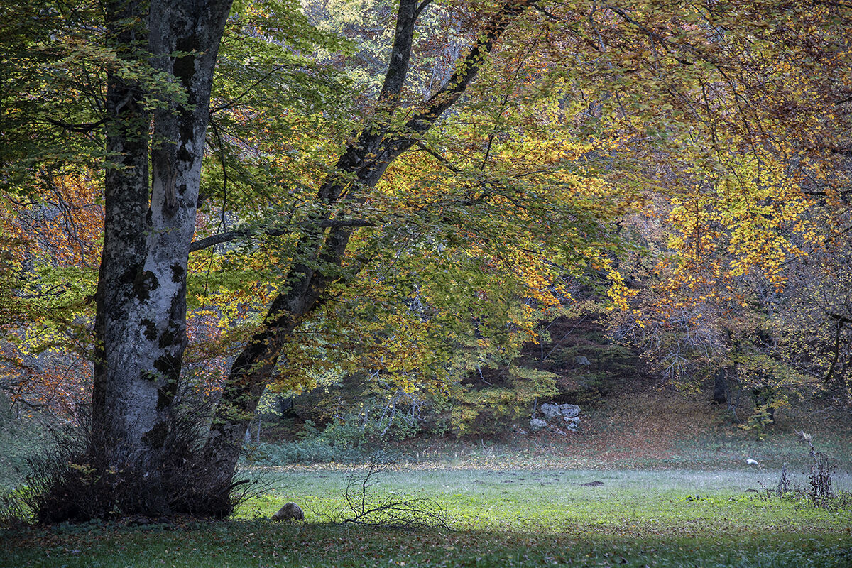 St Anthony's Wood (AQ)