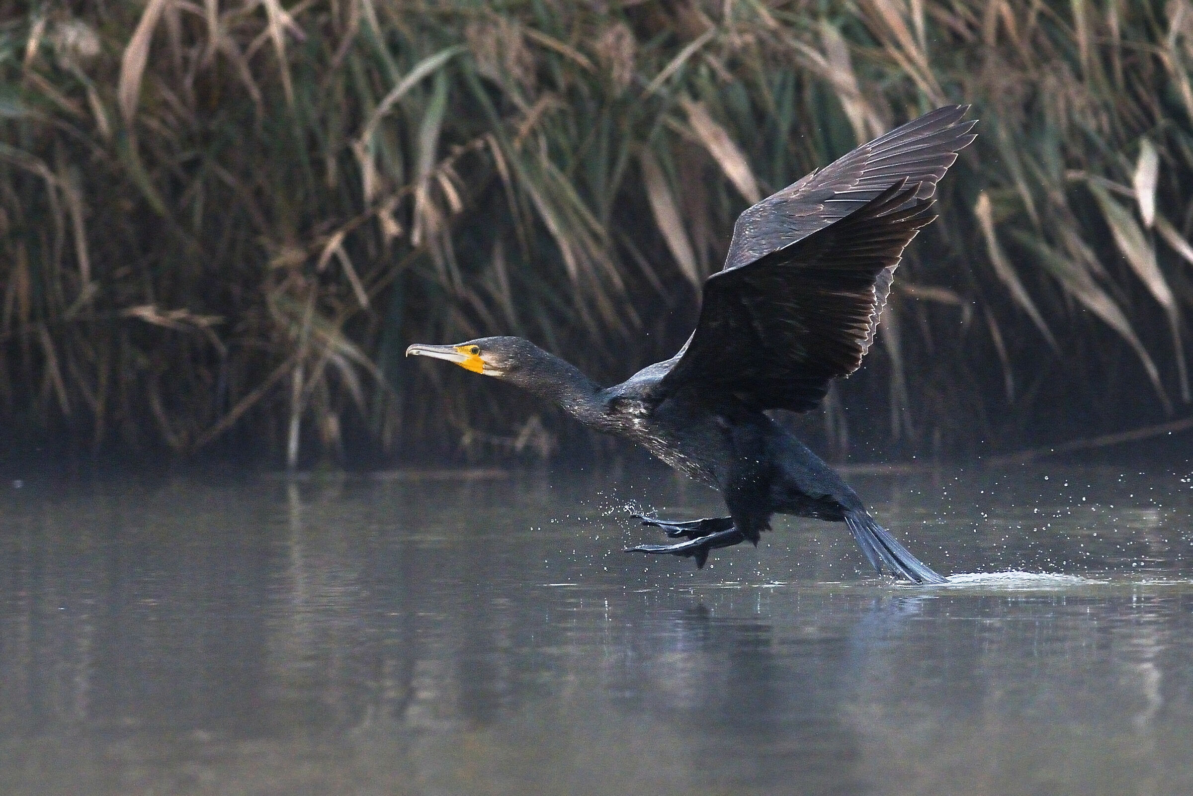 Cormorano taking off