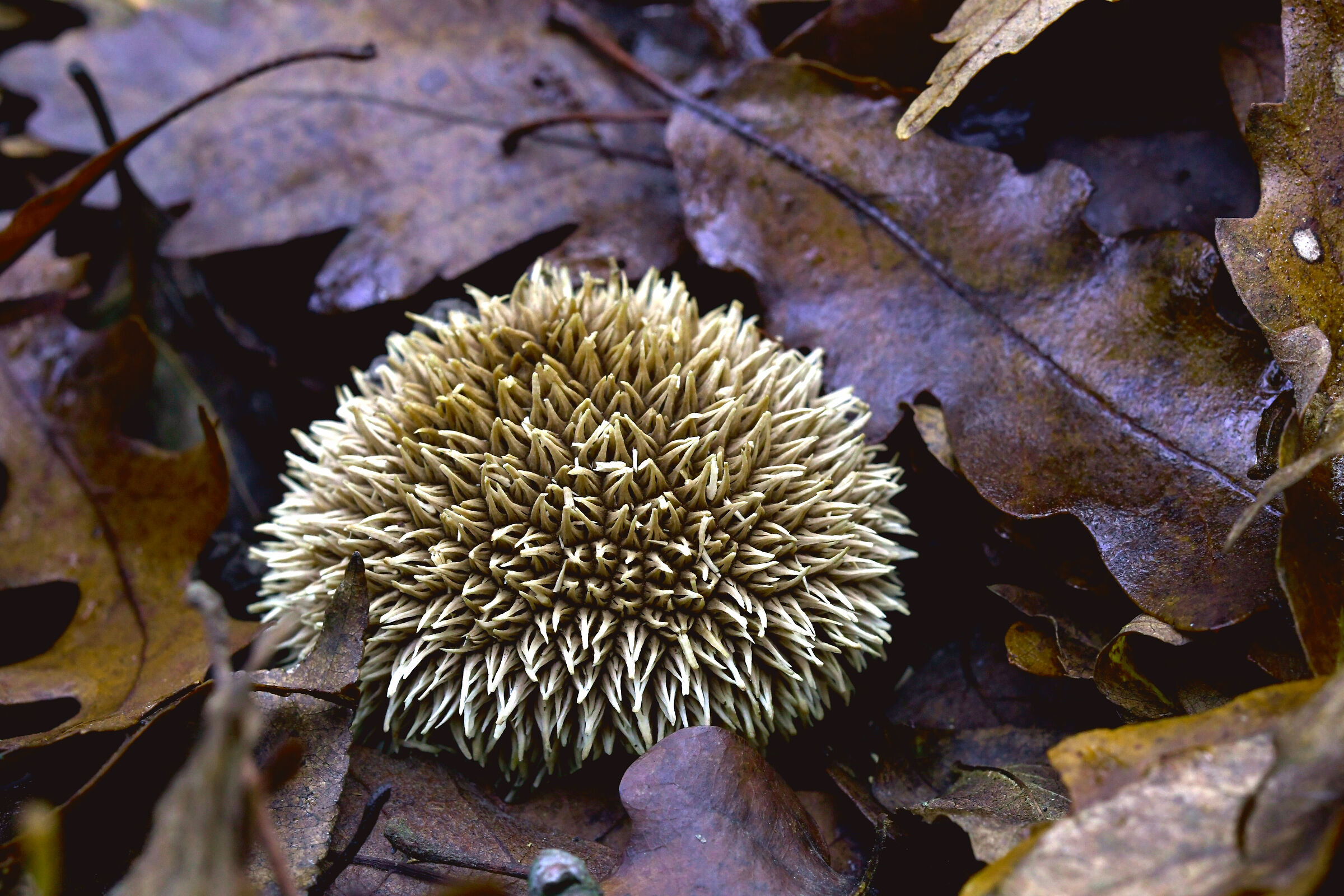 Lycoperdon echinatum