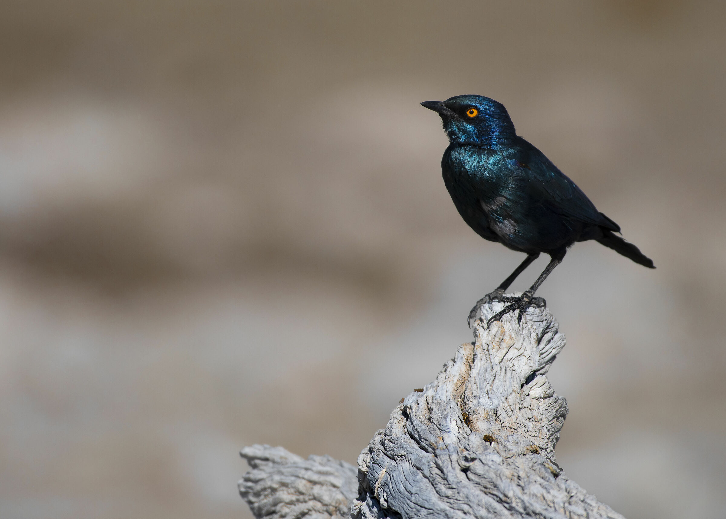 cape starling