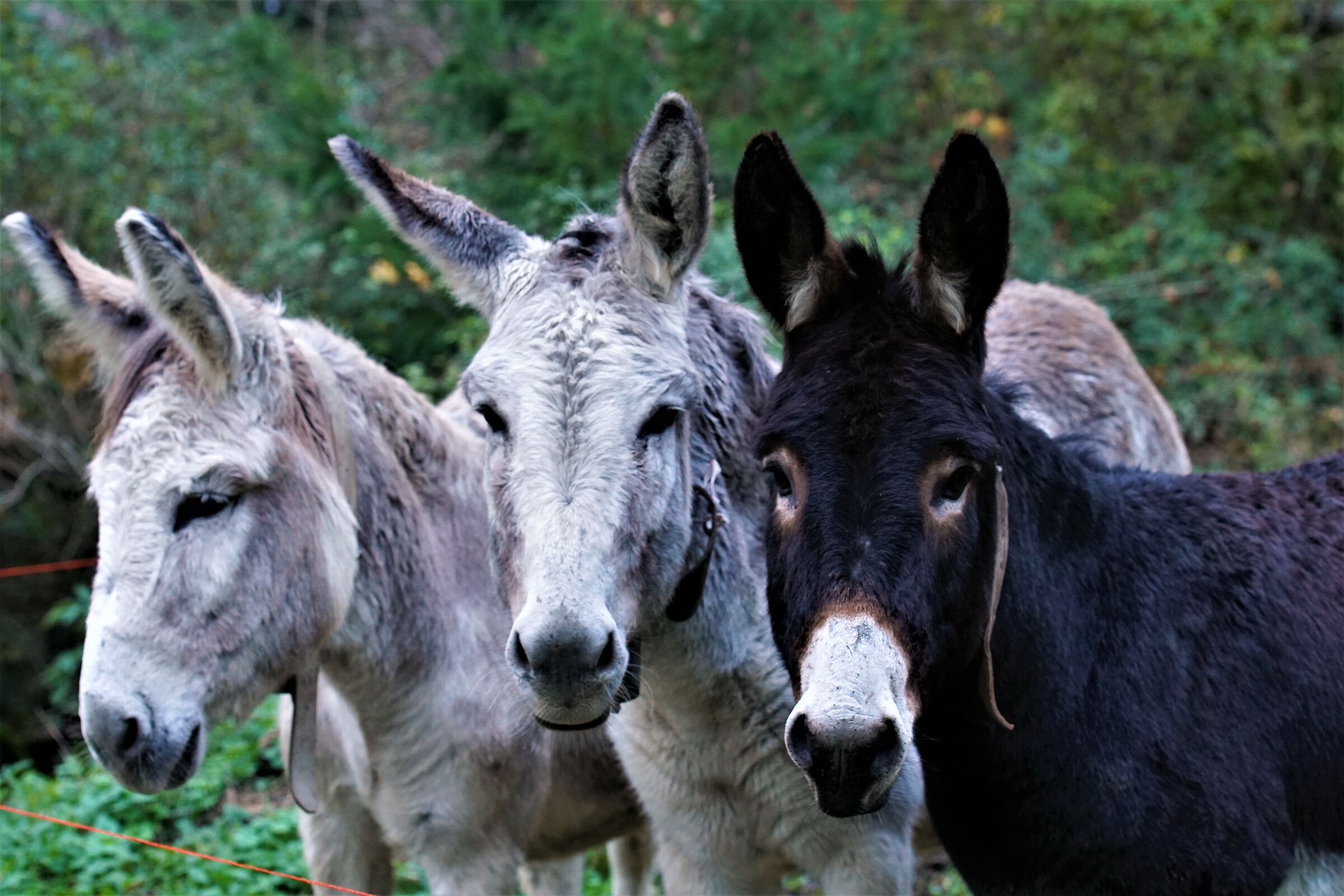 I.. Their.... just us