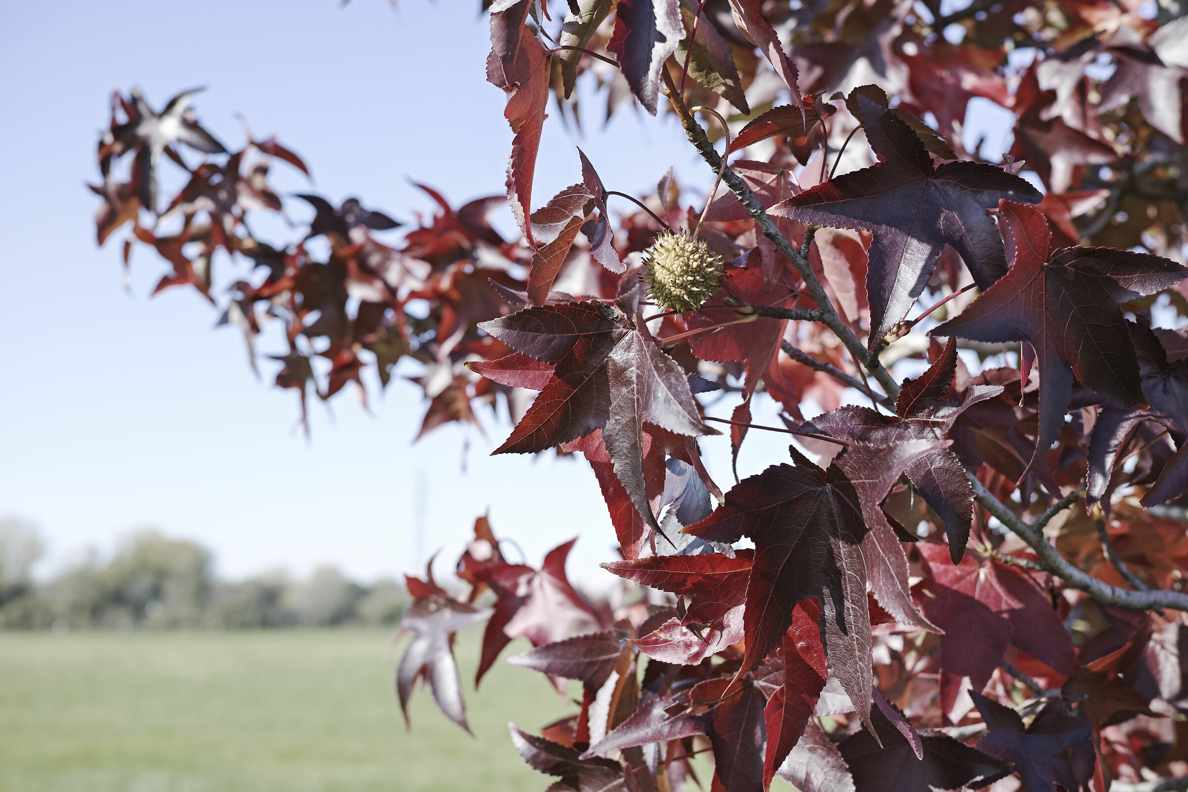 Autumn Colors