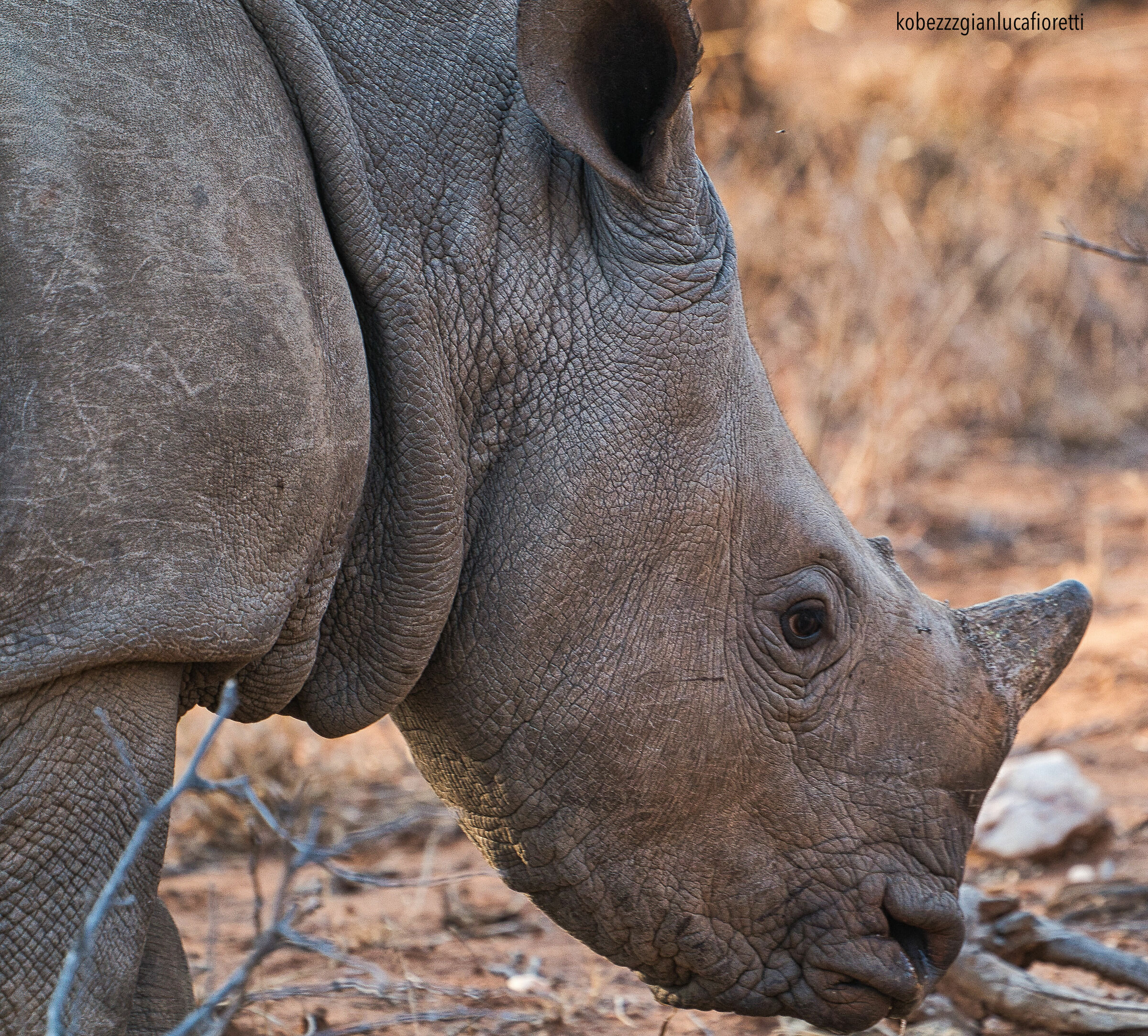 Portrait: Baby Rhino