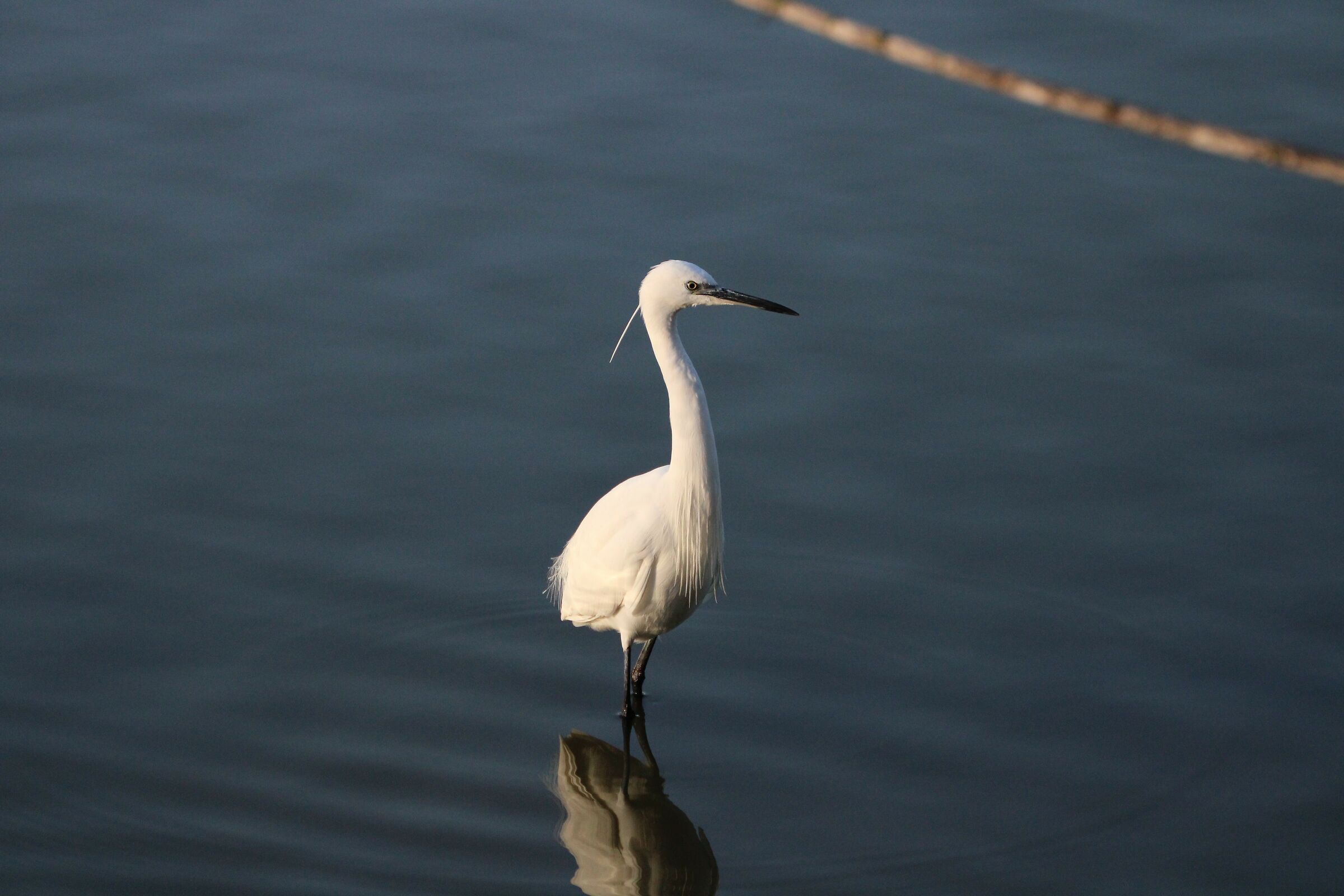 egrets