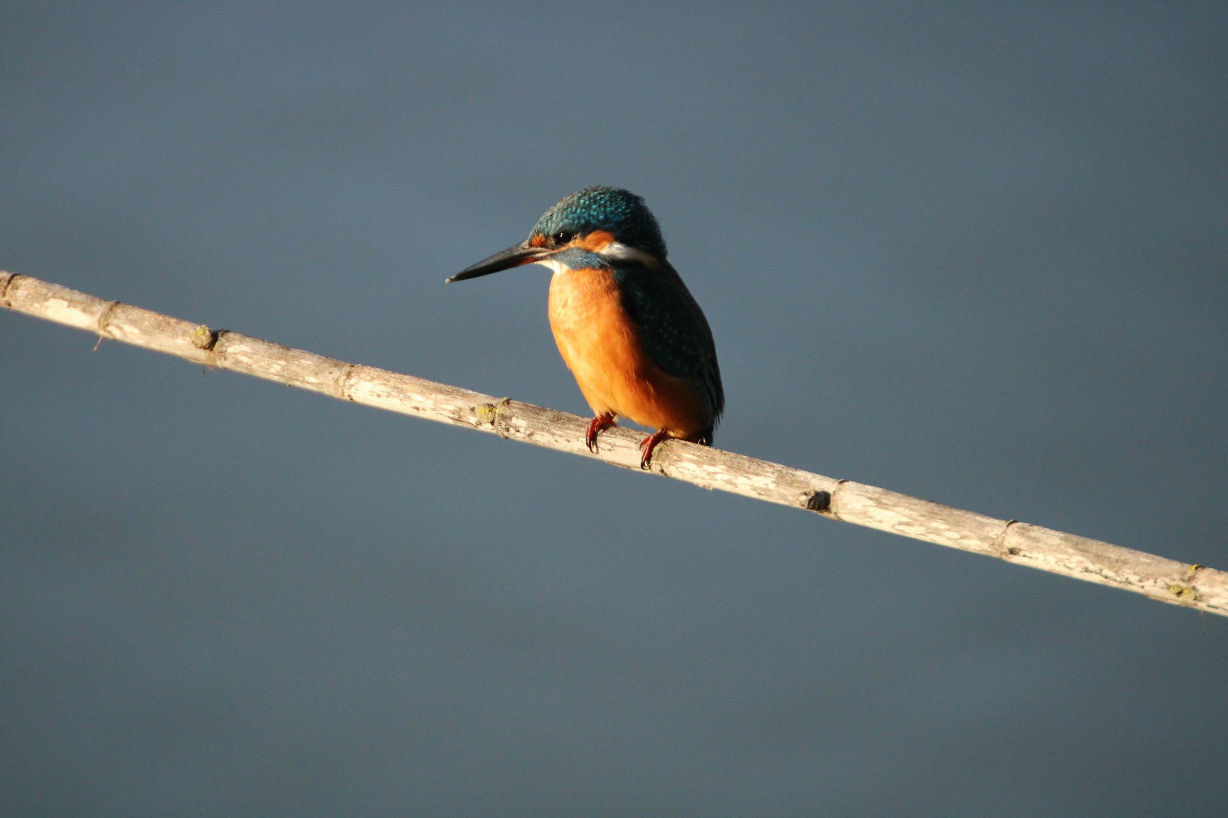 Kingfisher