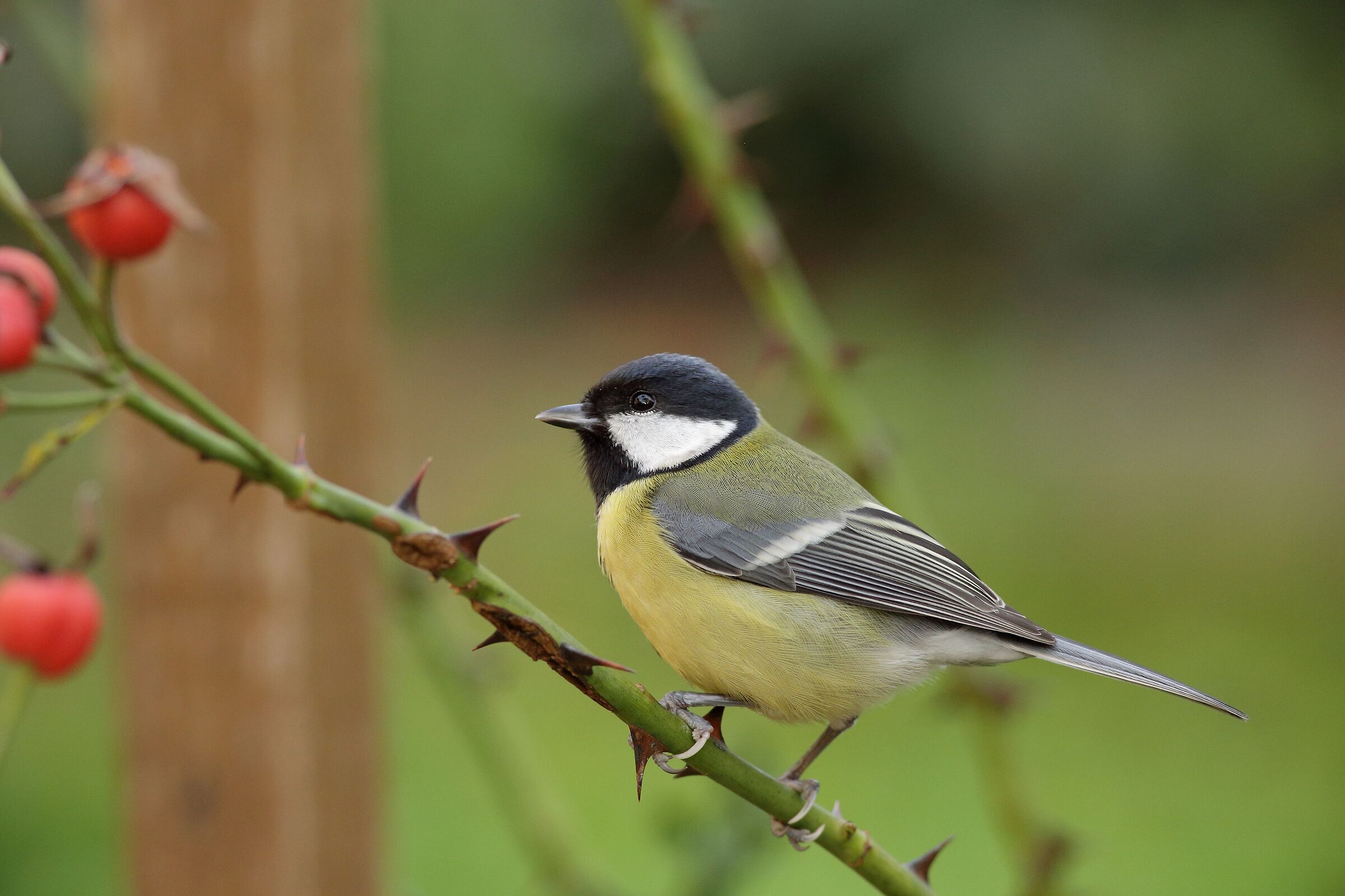 Parus major citciallegra