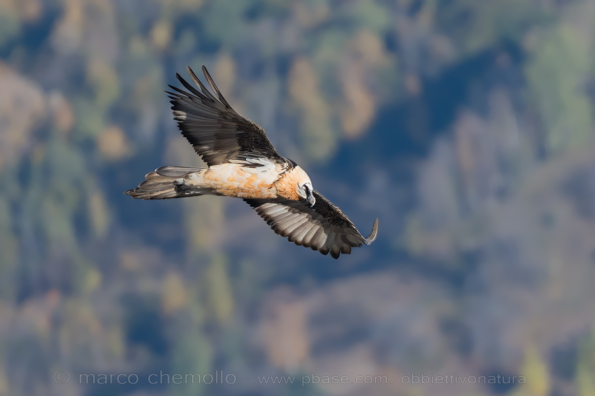 Gipeto (Gypaetus barbatus)