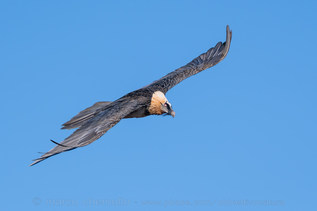 Gipeto (Gypaetus barbatus)