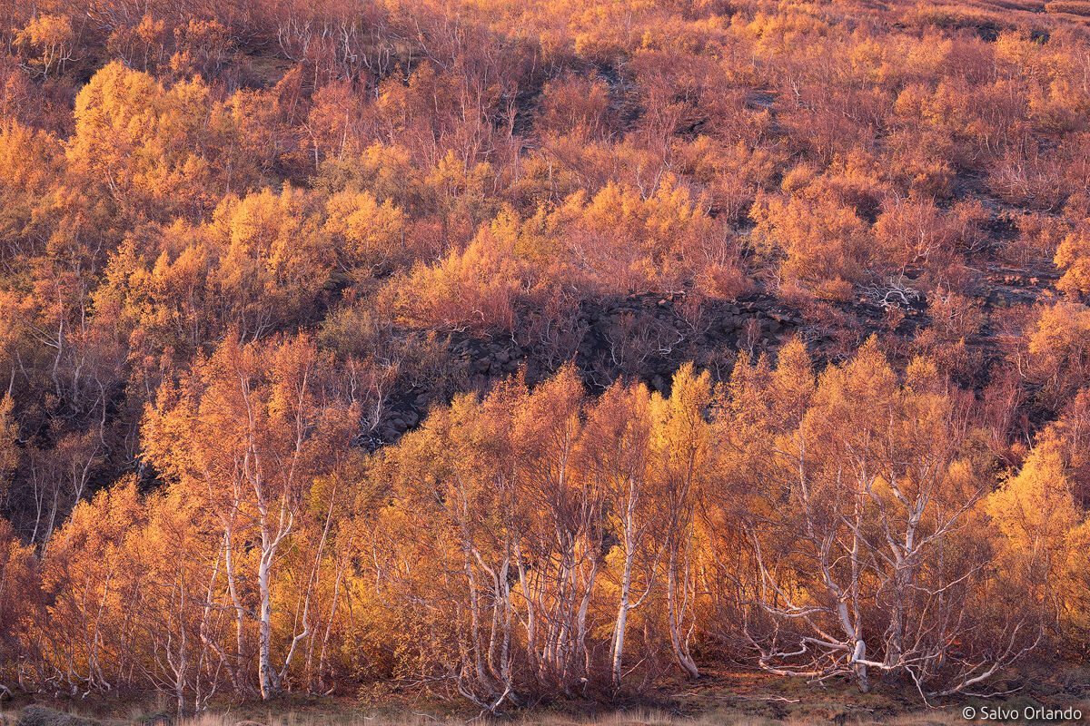Gold lights over forest