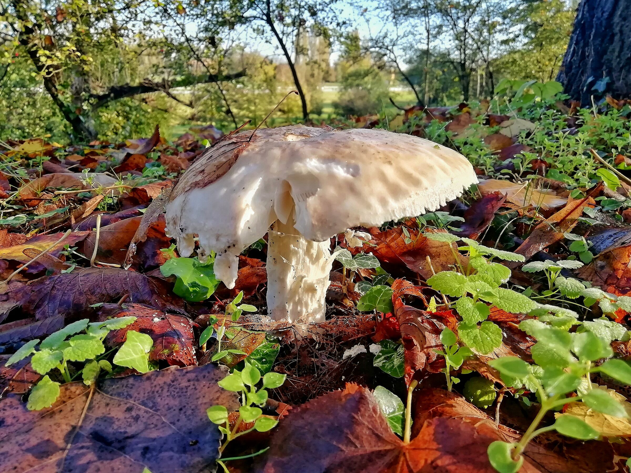 Autumn on the Walls of Ferrara