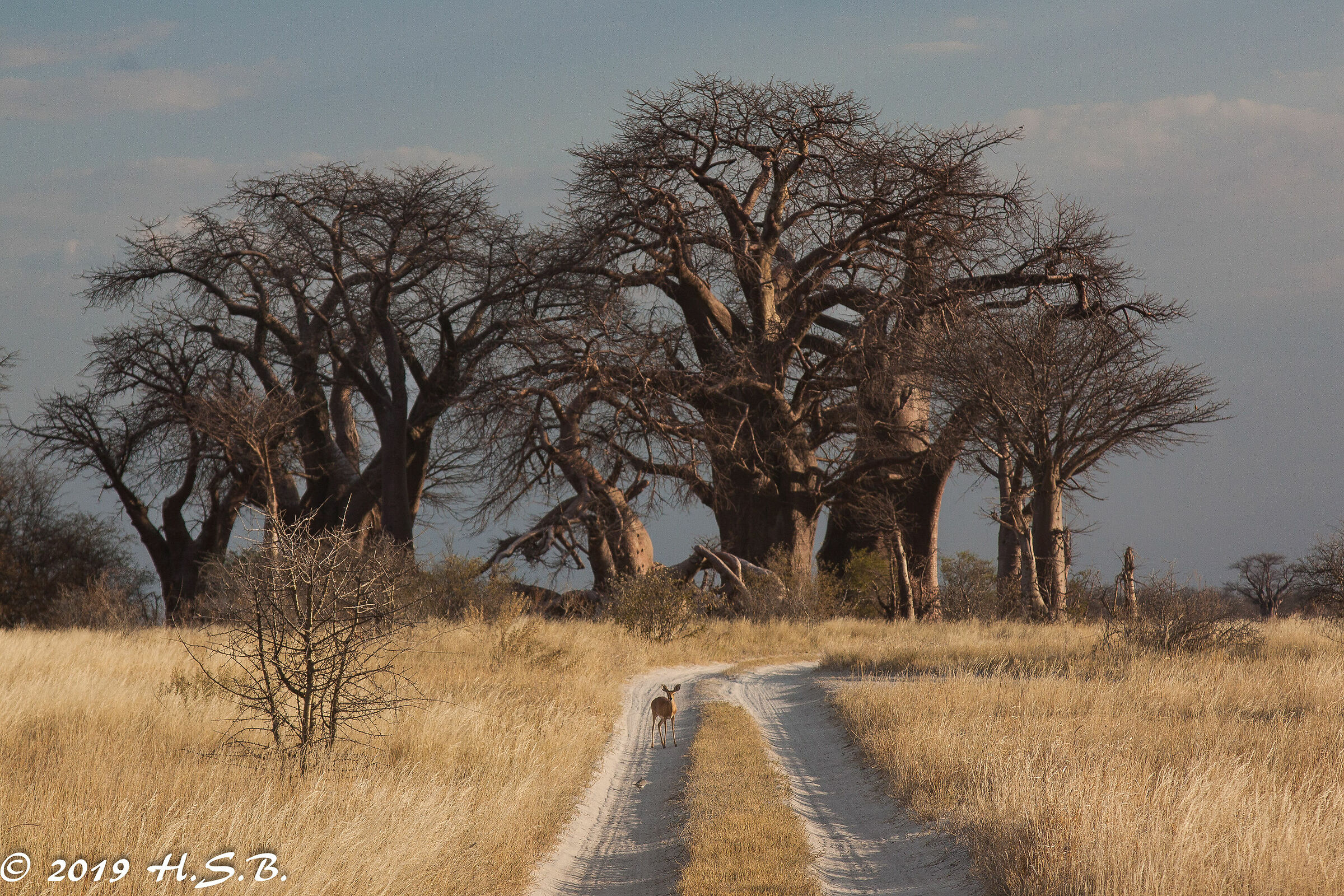 Road block at Baine's Baobab