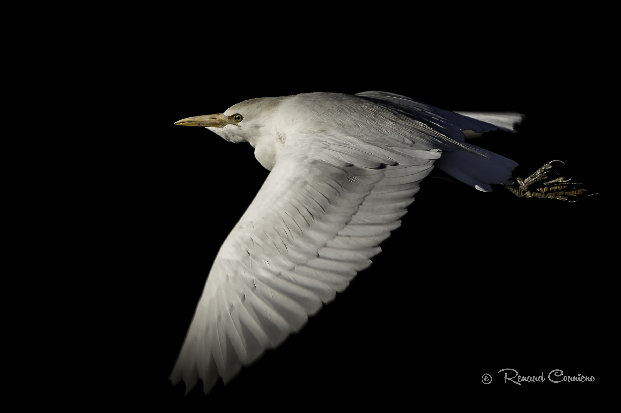 Lighting Bubulcus ibis