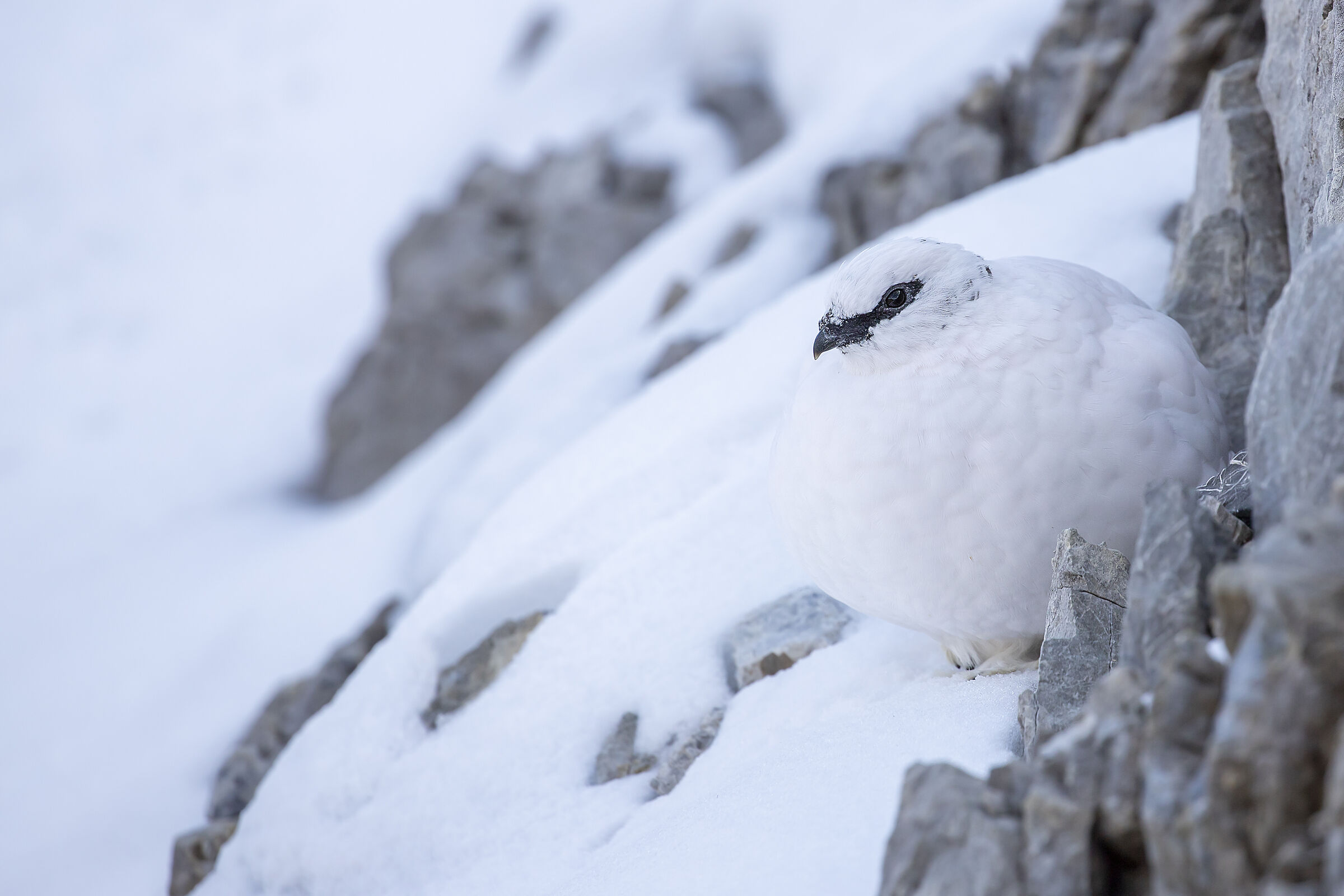 Palla di neve...