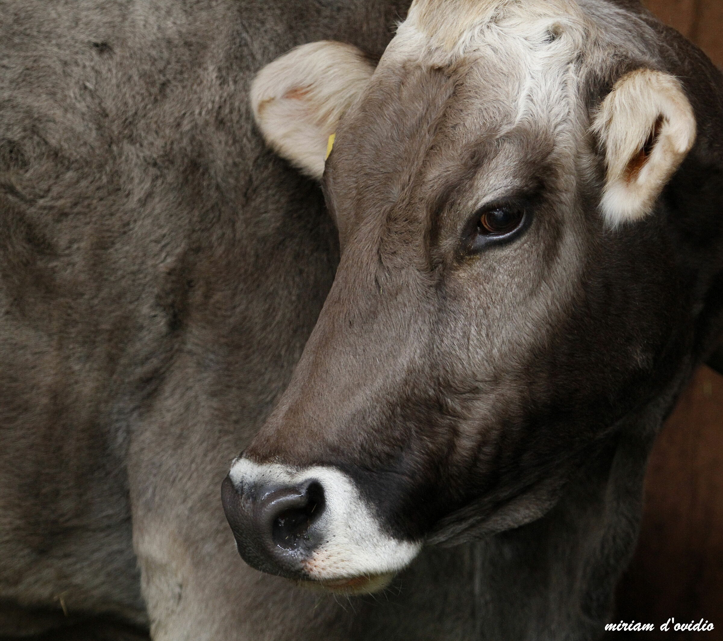 but how beautiful it is