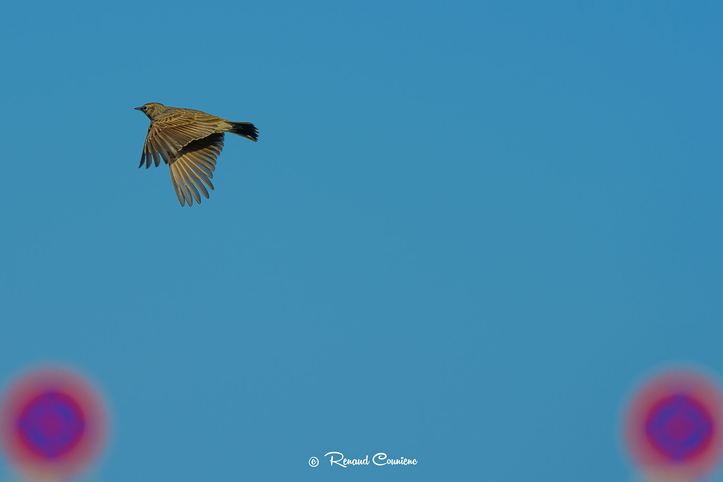 Galerida cristata between banned signs